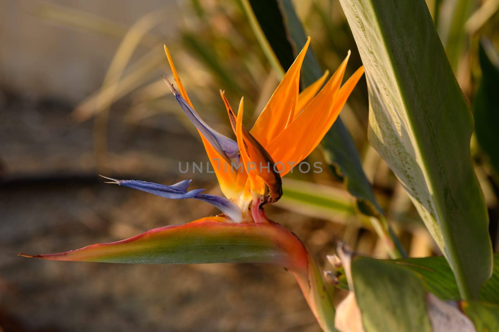 Vibrant bird of paradise flower displays its striking orange and blue petals while nestled among lush green foliage. The sunlight enhances the colors, creating an inviting atmosphere.