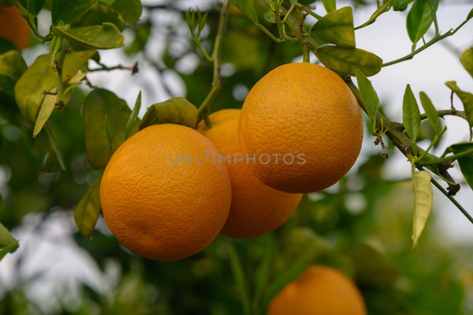Golden oranges dangle from thick green branches, glistening in soft sunlight. Surrounding leaves create a serene backdrop, capturing the beauty of a fruitful afternoon in the orchard.