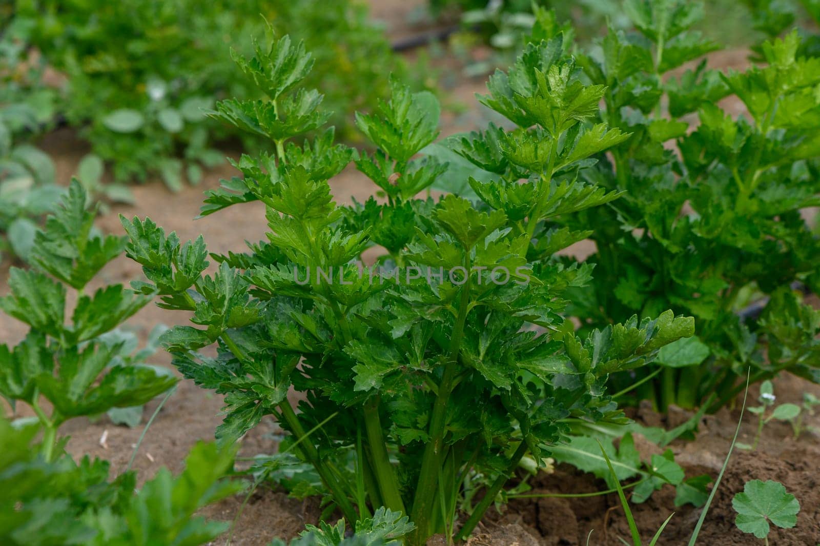 In a vibrant garden, fresh celery plants stand tall, their crisp green leaves glistening in the sunlight. The rich soil nurtures their growth, promising a bountiful harvest.