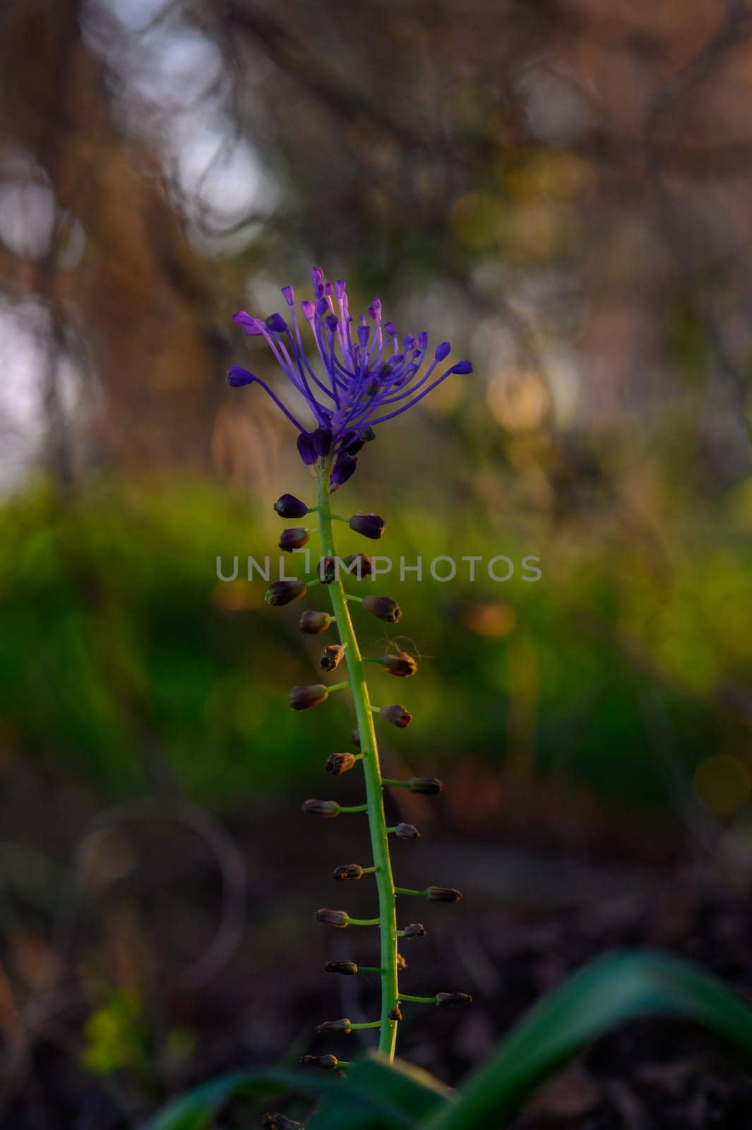 A striking purple flower rises gracefully from a slender stem, surrounded by lush greenery and illuminated by soft, golden sunlight. Nature beauty captured during a peaceful afternoon.