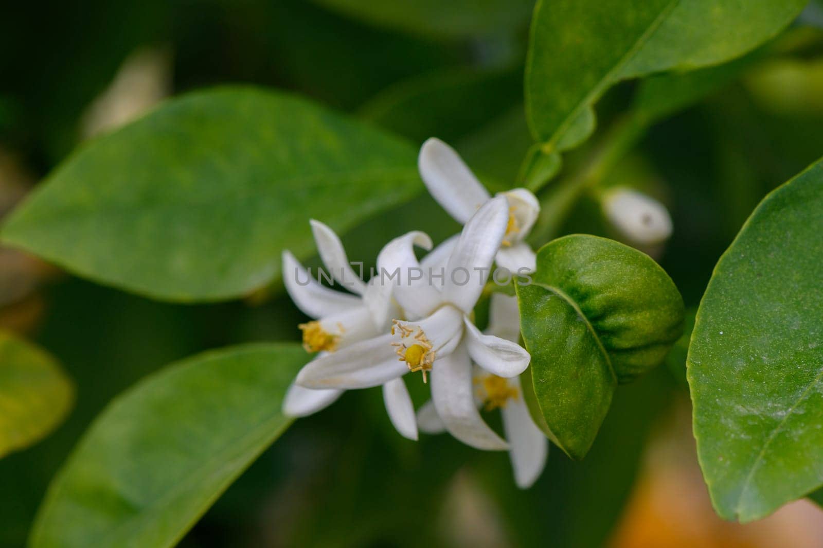 A beautiful white flower blooms amidst lush green foliage, catching the warm rays of sunlight in a peaceful garden. Pollinators are drawn to its fragrant allure, creating a lively atmosphere.
