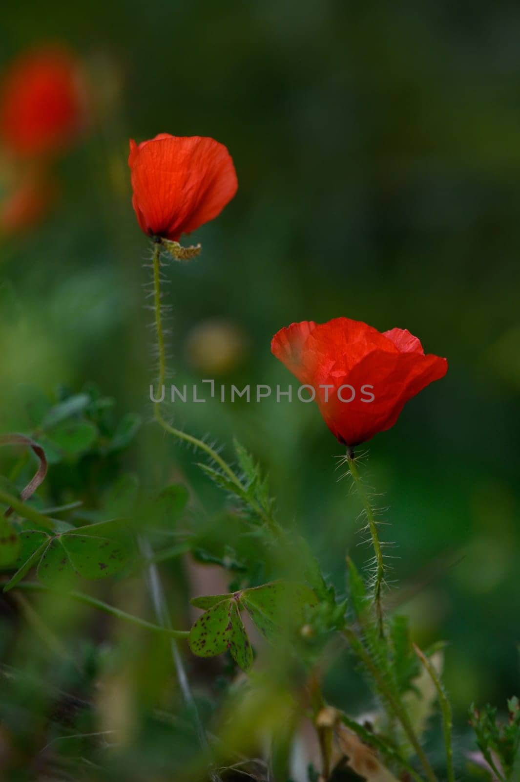 Delicate red poppies bloom proudly amidst verdant green foliage, dancing lightly in the warm evening air as the sun begins to set, illuminating their vivid petals.