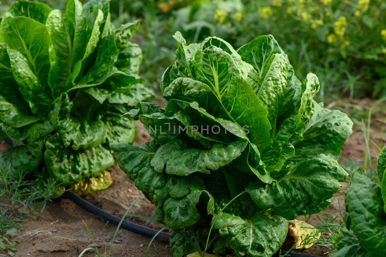 Romaine lettuce grows lush and robust in a well-tended garden, basking in sunlight amidst a backdrop of vibrant greenery and autumn colors. The soil is rich, showcasing healthy plants.