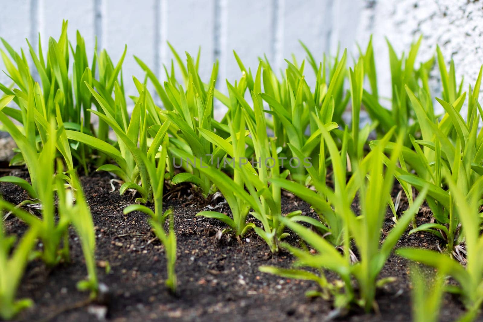 A variety of green plants are actively growing out of the soil and thriving as they emerge from the ground