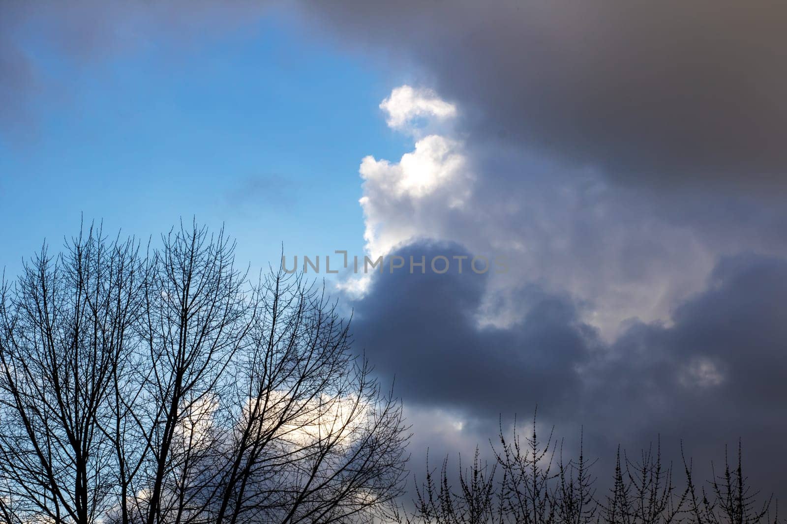 A cloudy sky with a solitary tree standing prominently in the foreground, observing the atmospheric phenomenon of the day