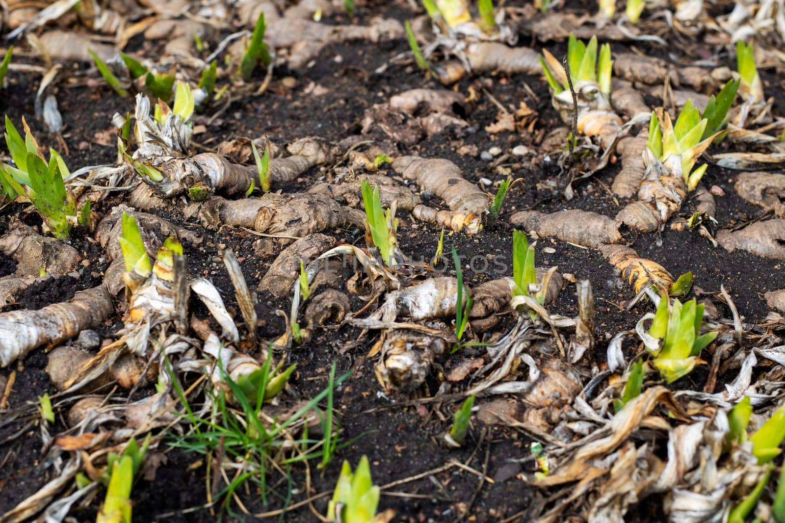 A cluster of small, vibrant plants is growing steadily out of the nutrientrich ground, showcasing the wonders of natures cycle