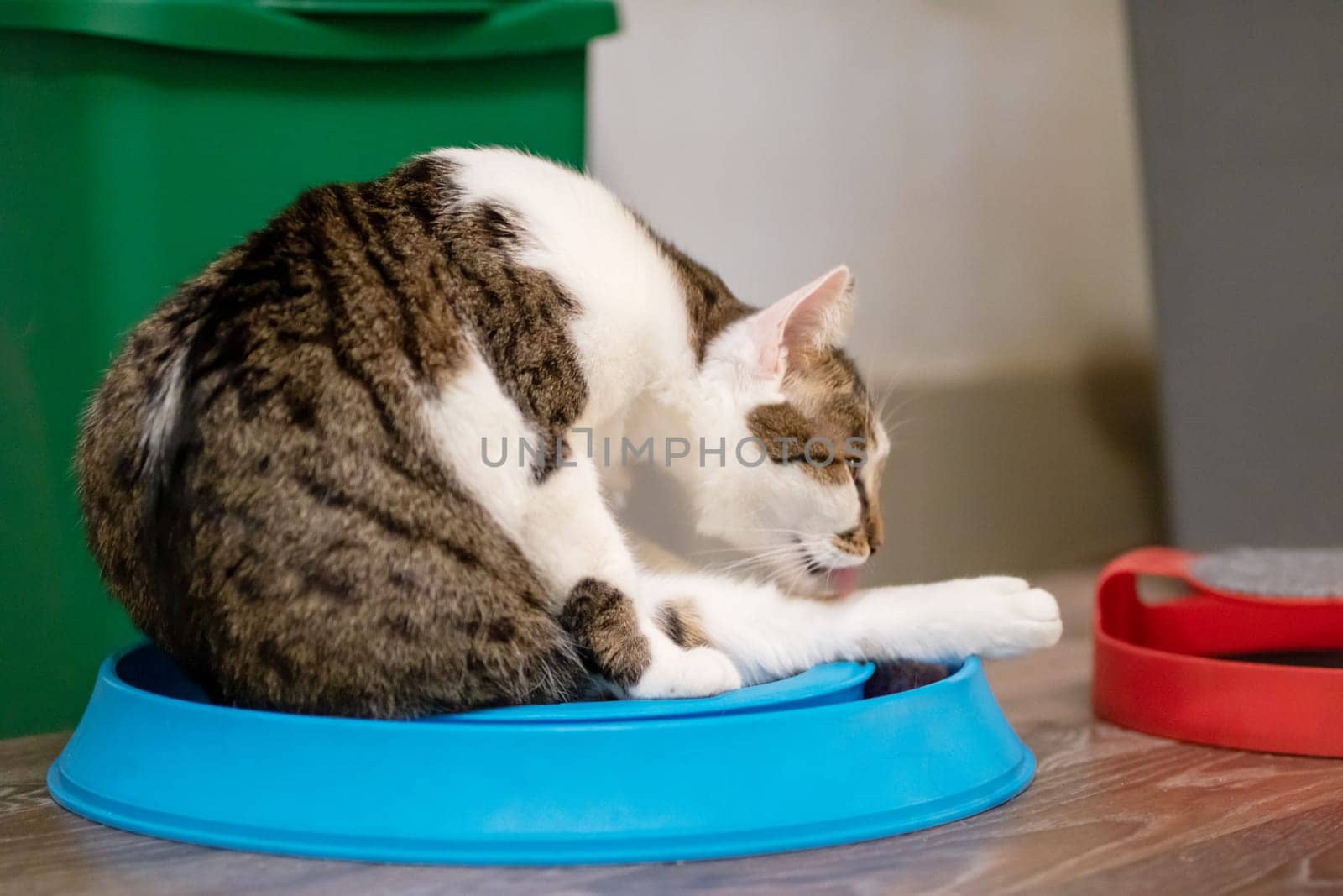 A domestic cat is calmly licking its soft paws while sitting in a bright blue bowl, showcasing its graceful movements and sleek fur, as it grooms itself