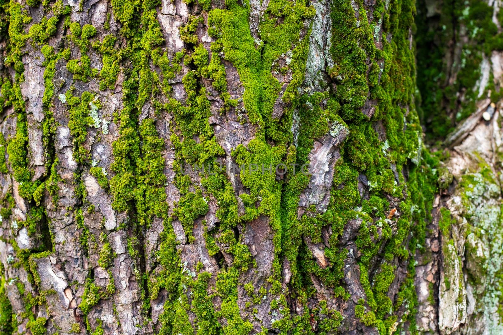 Here is a closeup view of a tree trunk, which is beautifully adorned with vibrant green moss that covers its surface