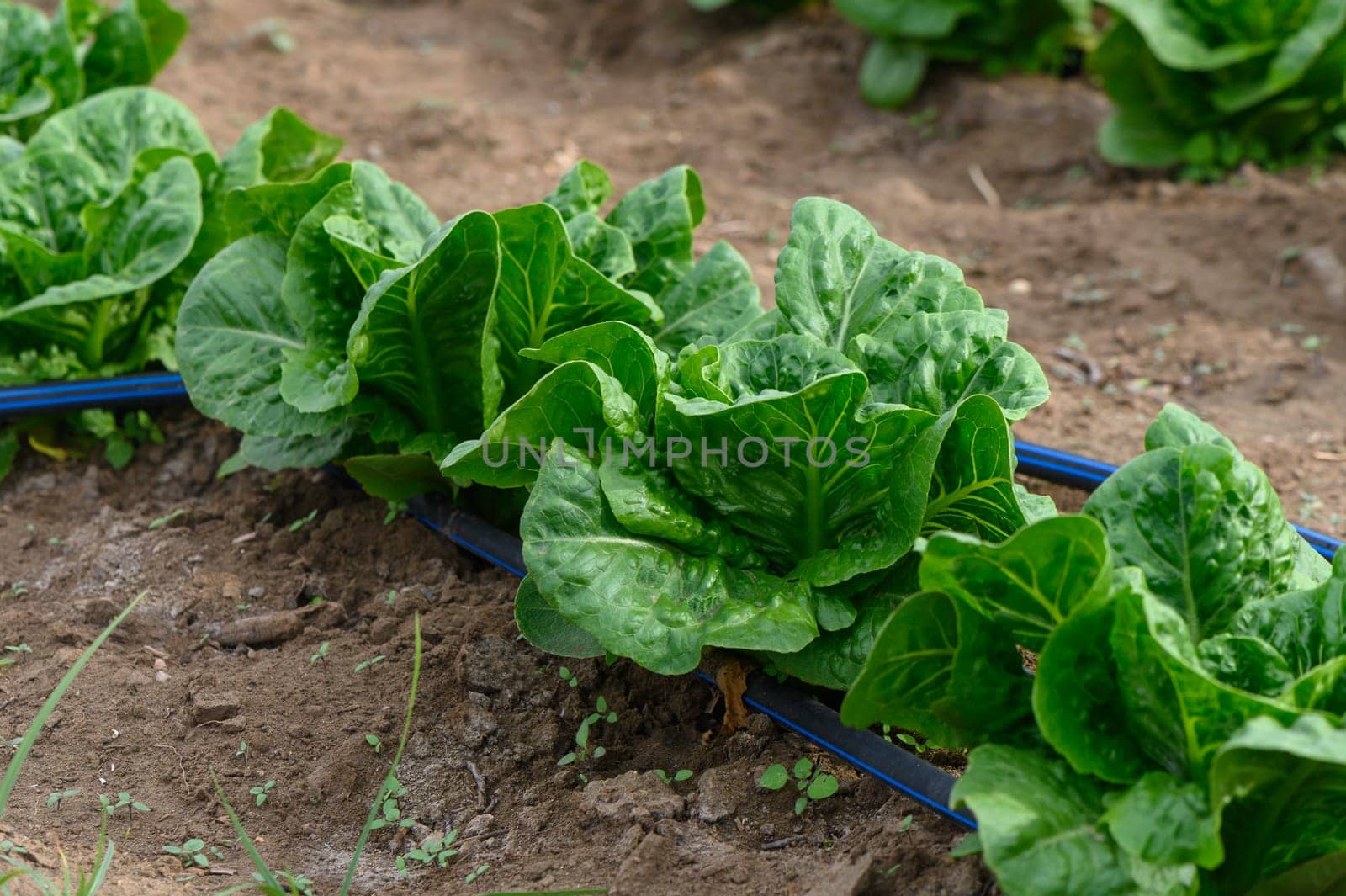 Lush, green romaine lettuce plants grow abundantly in neat rows on a sunny farm. The early morning light enhances their vibrant color, signaling a healthy crop ready for harvesting.
