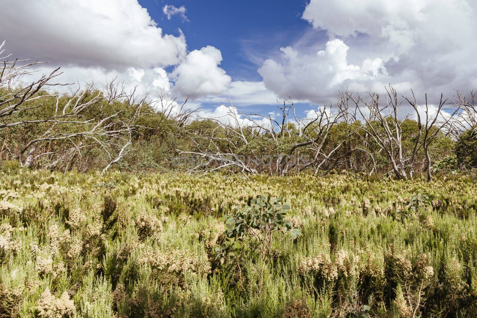 Views from Boundary Hut Trail near Lake Mountain on a clear summer's day, near Marysville, Victoria, Australia