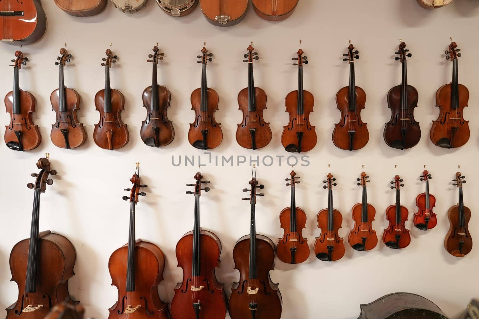 Violins of different sizes hanging on the wall in a musical shop. White background