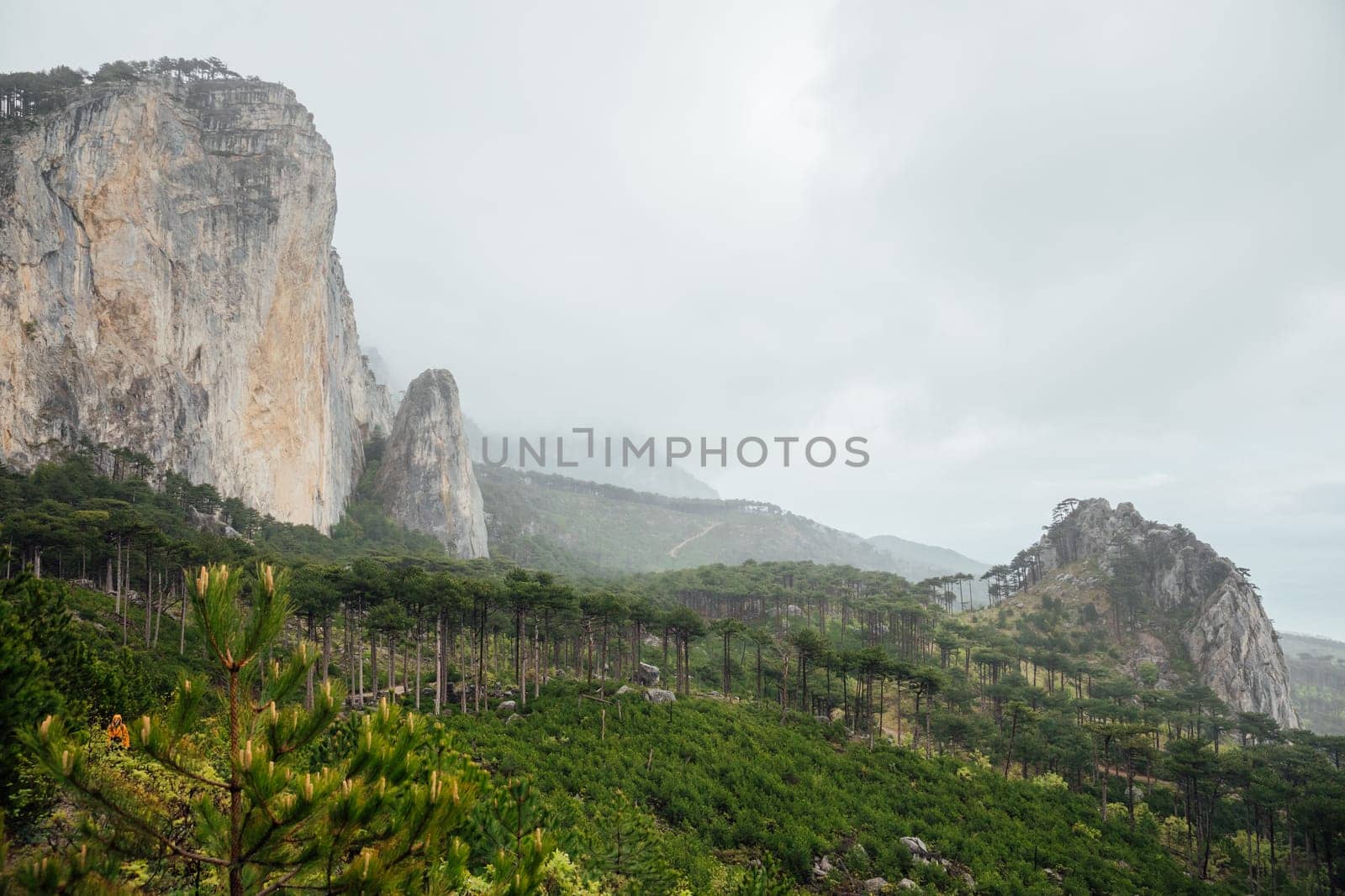 Beautiful landscape on rocks and coniferous pine forest
