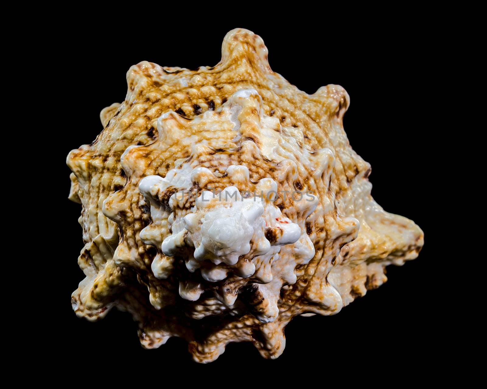 Close-up studio shot of a Tutufa bubo shell, revealing its intricate texture and unique form against a stark black backdrop