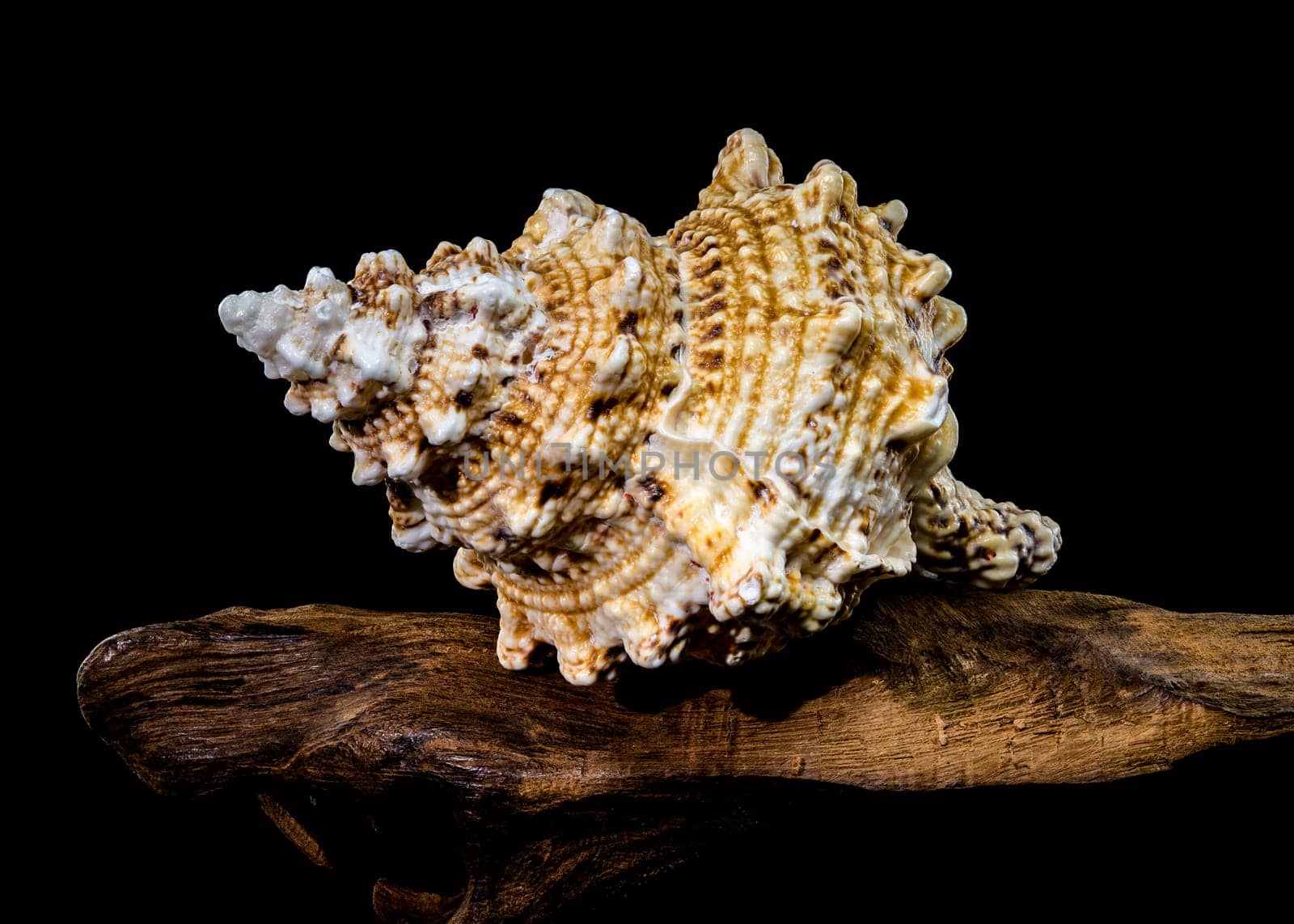 Studio shot of Tutufa bubo shell perched on weathered driftwood, showcasing its unique texture against a stark black background