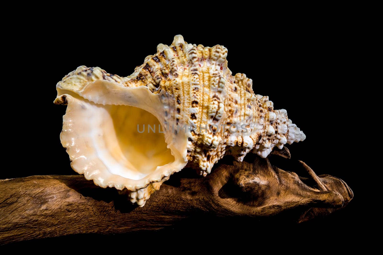 Studio shot of Tutufa bubo shell perched on weathered driftwood, showcasing its unique texture against a stark black background