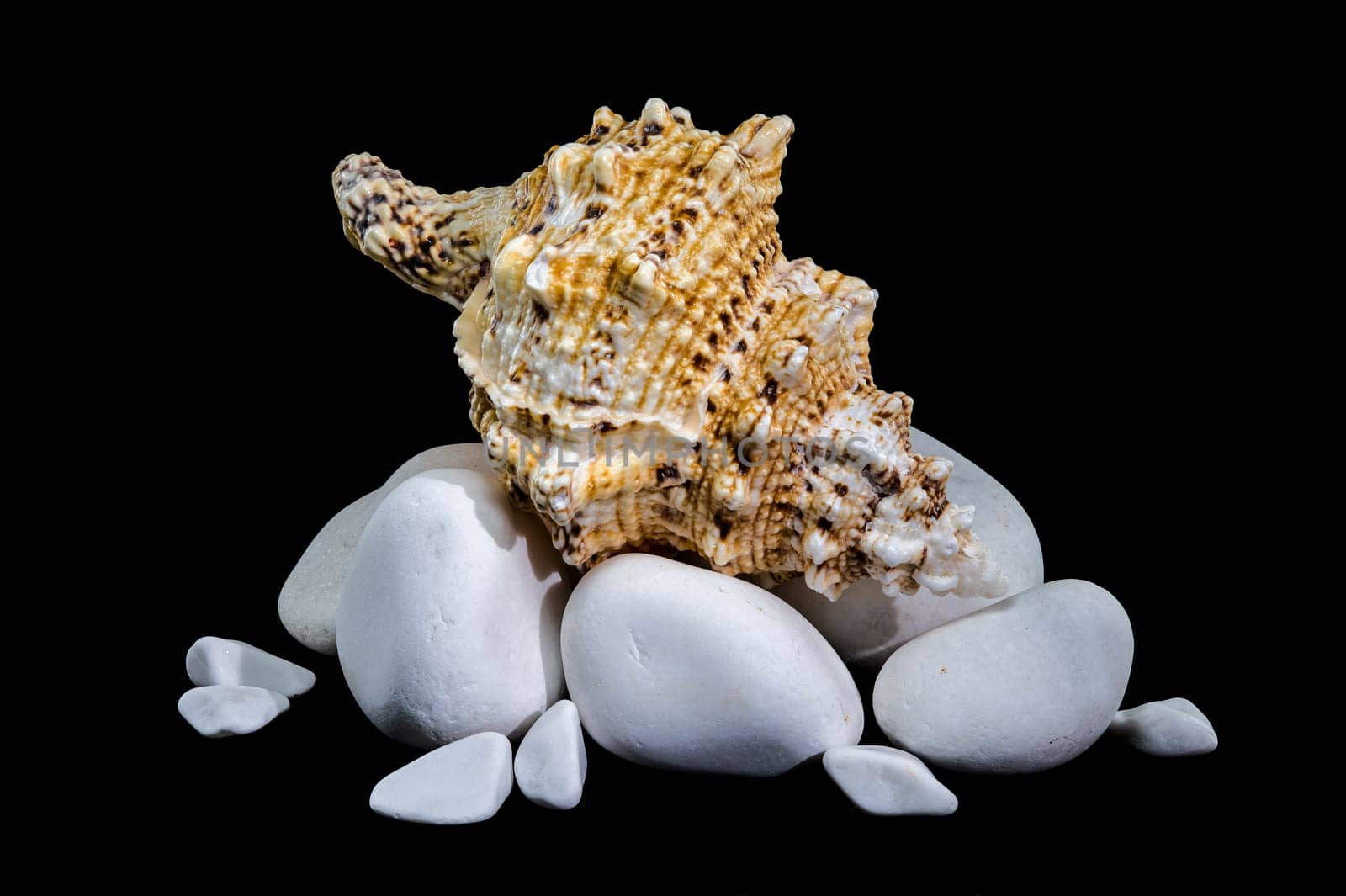 Studio shot of a Tutufa bubo shell nestled on smooth white stones, with a glossy reflection against a stark black background