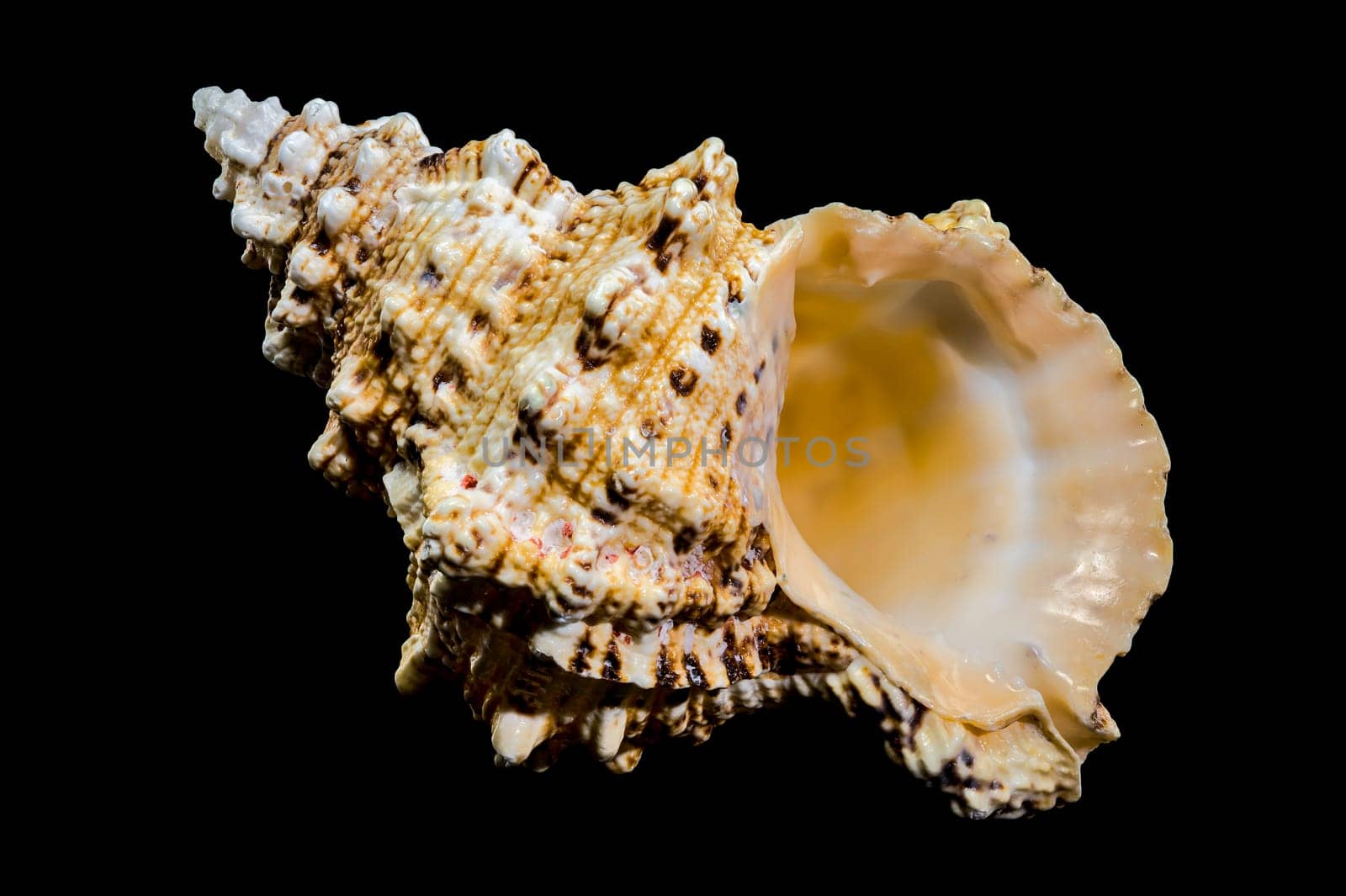 Close-up studio shot of a Tutufa bubo shell, revealing its intricate texture and unique form against a stark black backdrop