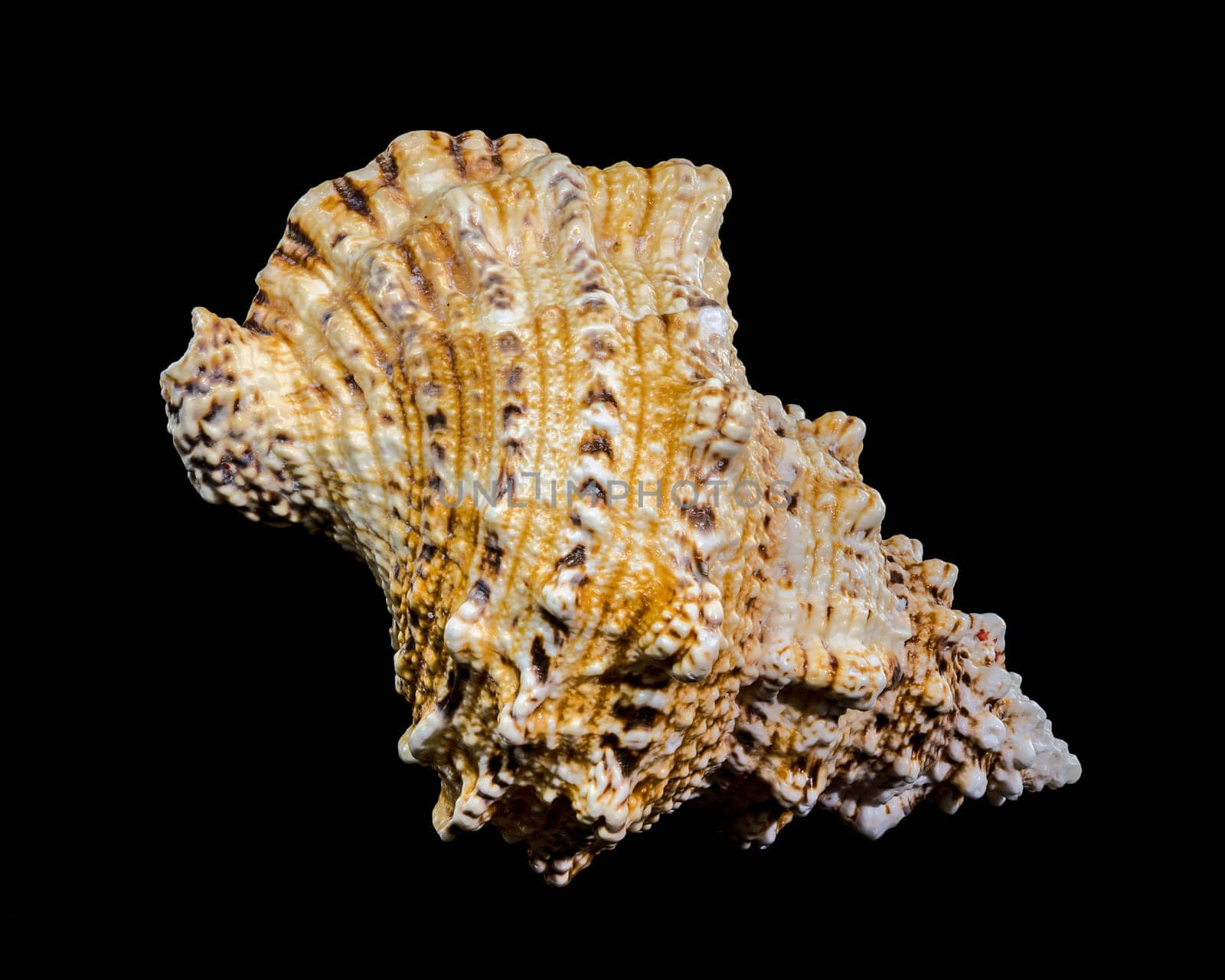 Close-up studio shot of a Tutufa bubo shell, revealing its intricate texture and unique form against a stark black backdrop