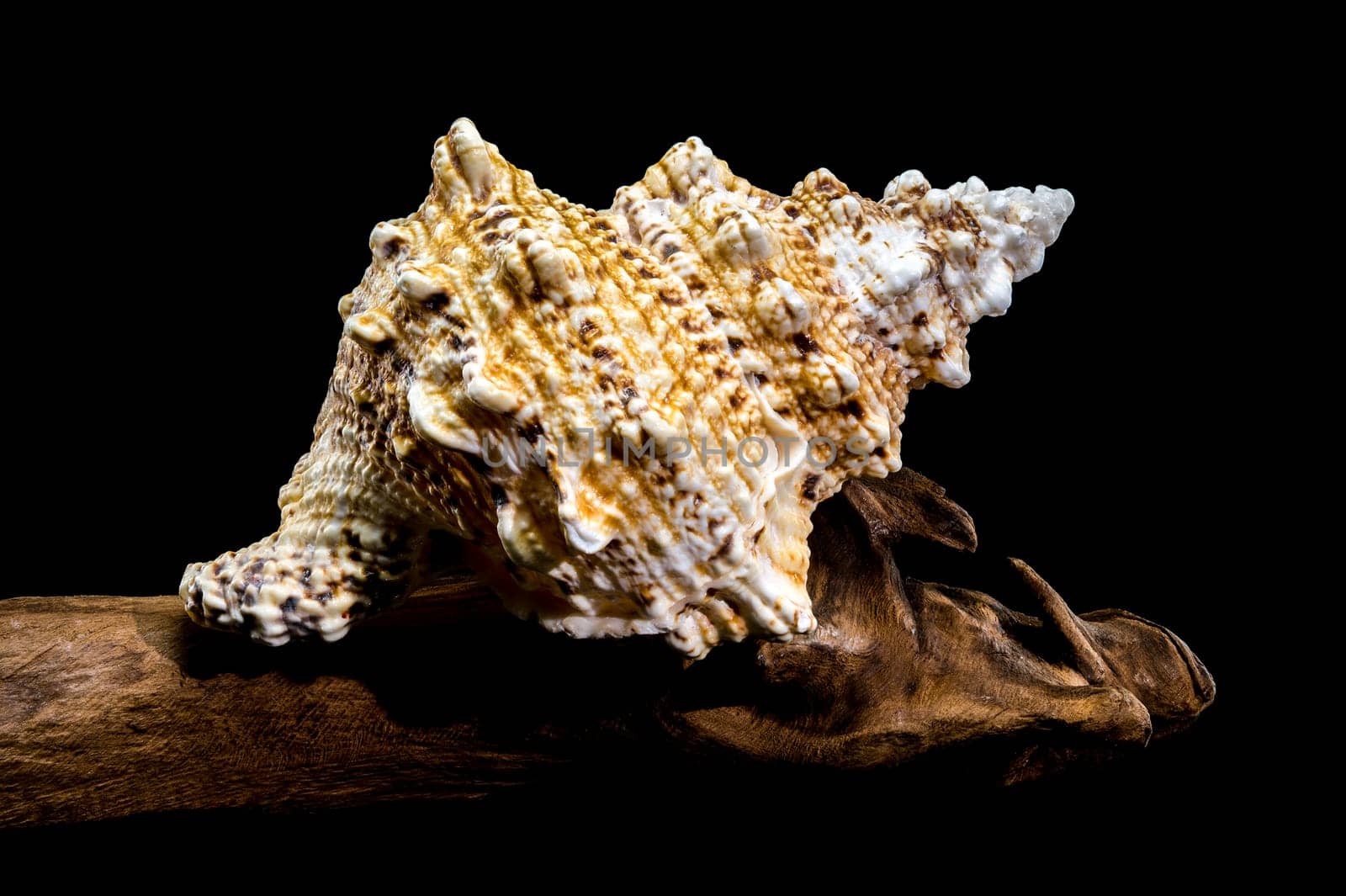 Studio shot of Tutufa bubo shell perched on weathered driftwood, showcasing its unique texture against a stark black background