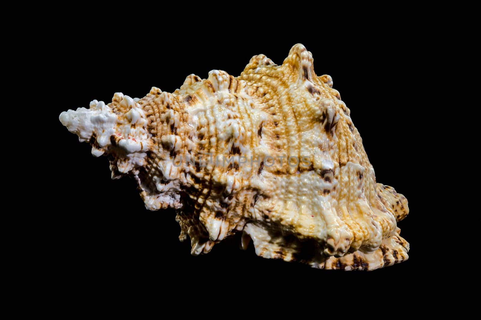 Close-up studio shot of a Tutufa bubo shell, revealing its intricate texture and unique form against a stark black backdrop