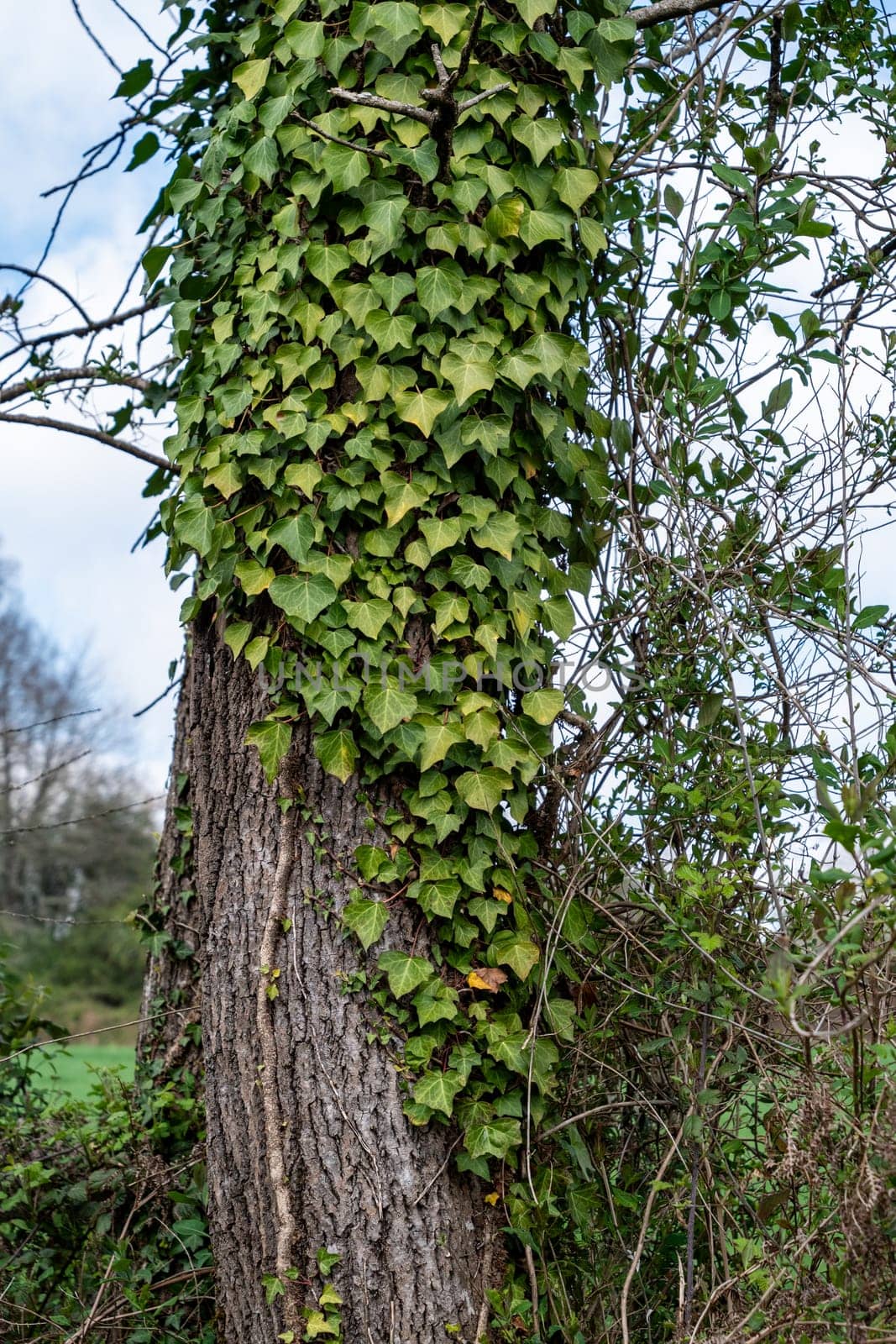 A tree with ivy growing up its trunk. The ivy is green and has a lot of leaves