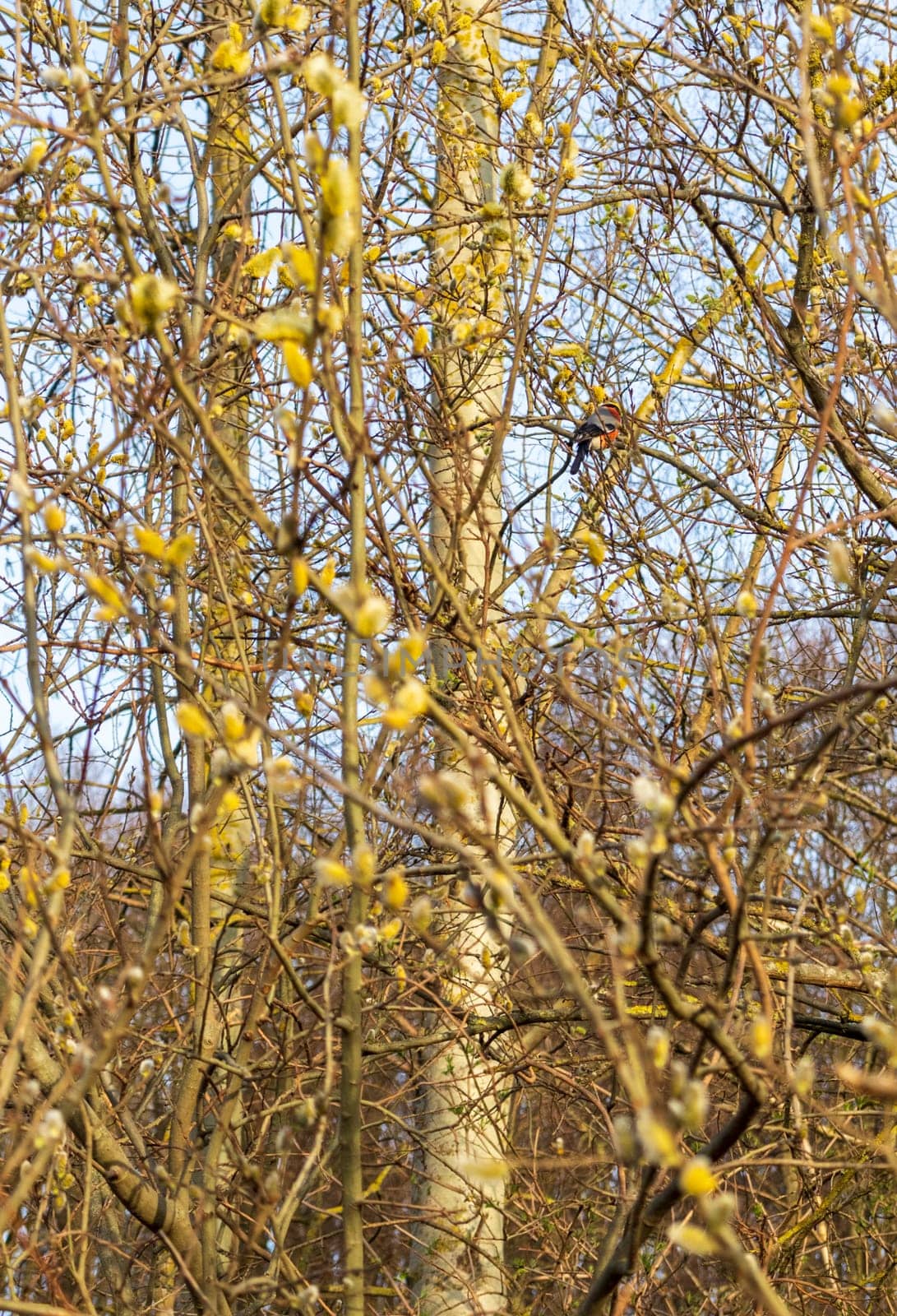 Bullfinch in the branches of a tree with blossoming buds
