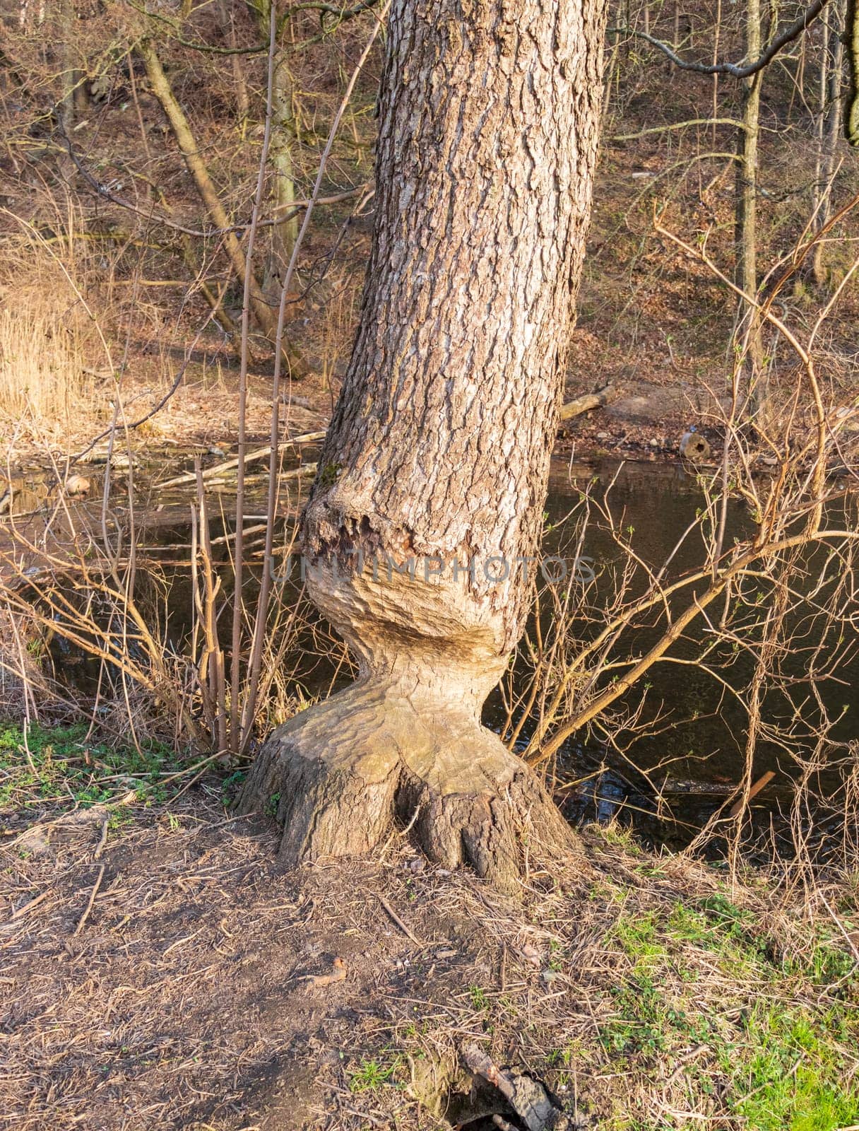 Shot of the tree gnawed by beaver