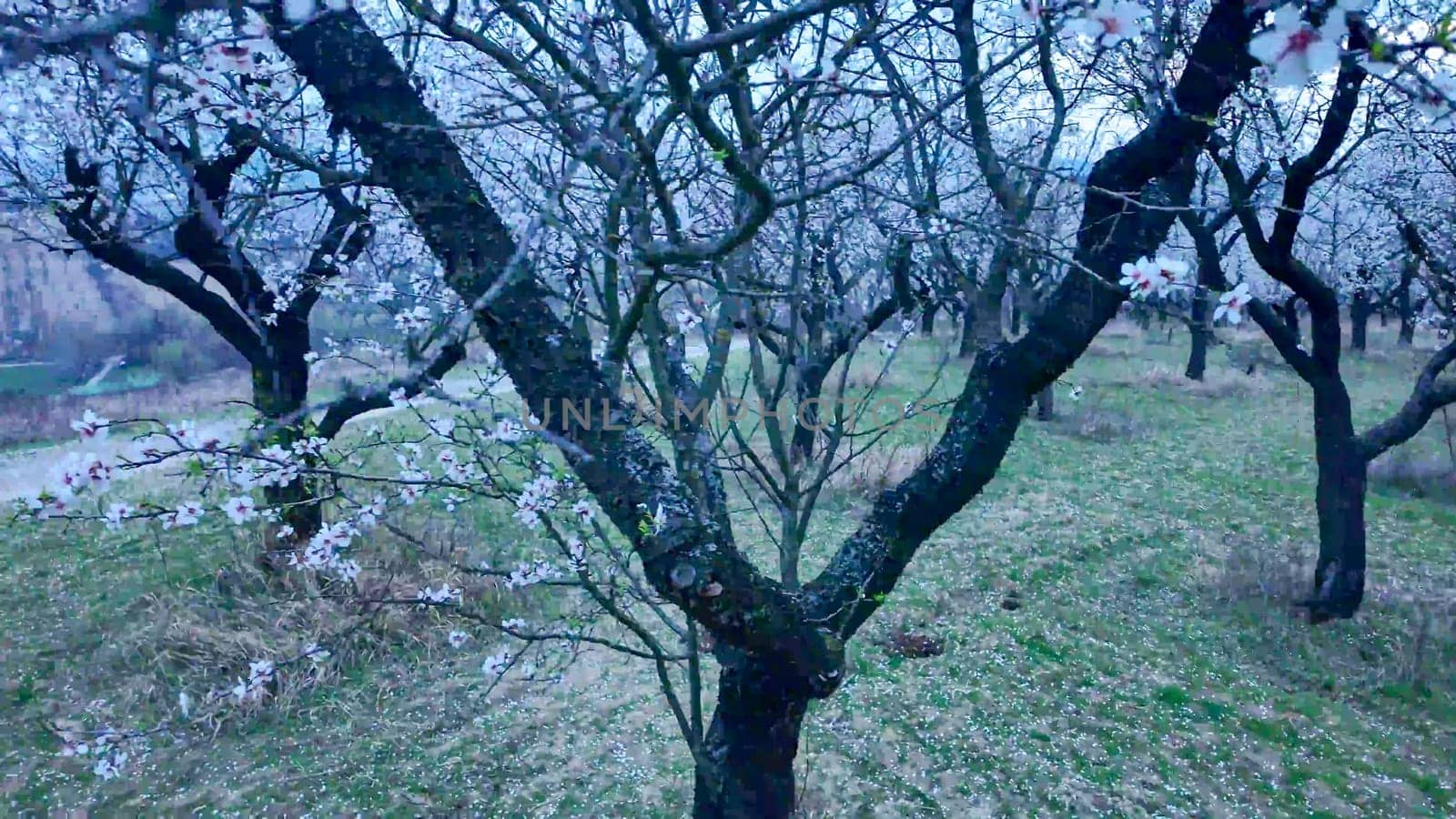 Almond blossoms on a twig. Flowering almond trees in an orchard. Flowering trees at twilight, sunset. Close-up.