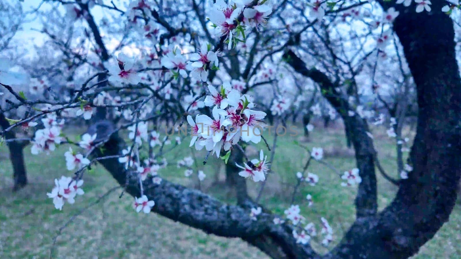 A view of an almond orchard in bloom. Almond tree orchard in flower in spring. White almond blossoms on a branch in the wind. The concept of agriculture and orcharding. View of the crown of a flowering almond tree.