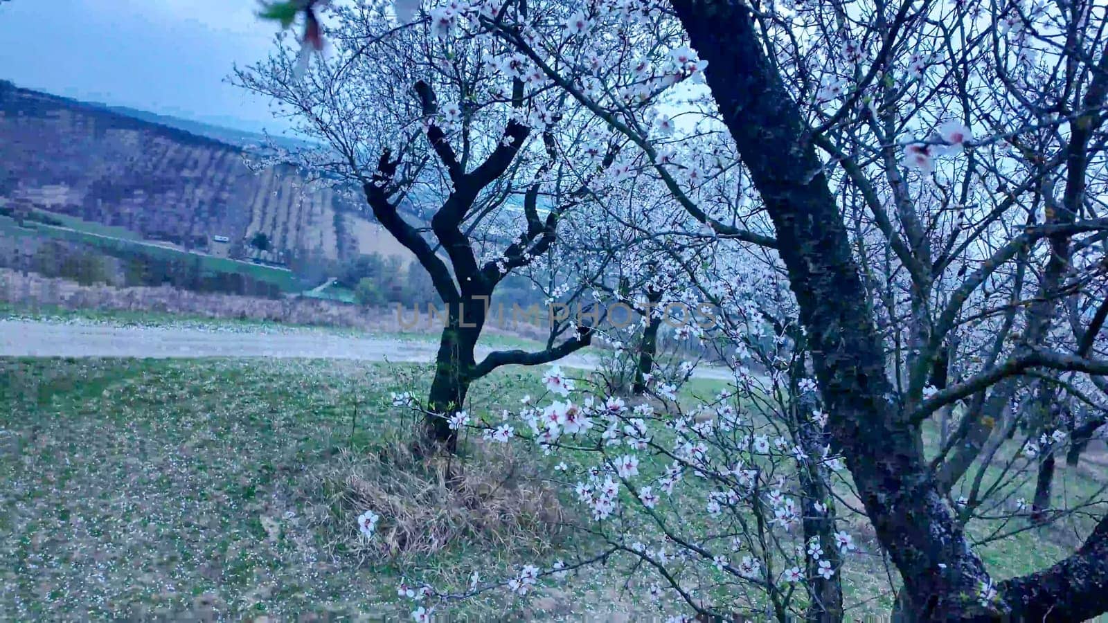 A view of flowering almond trees. Almond orchard in bloom in spring. Pink almond blossoms at dusk. The concept of agriculture and orcharding.