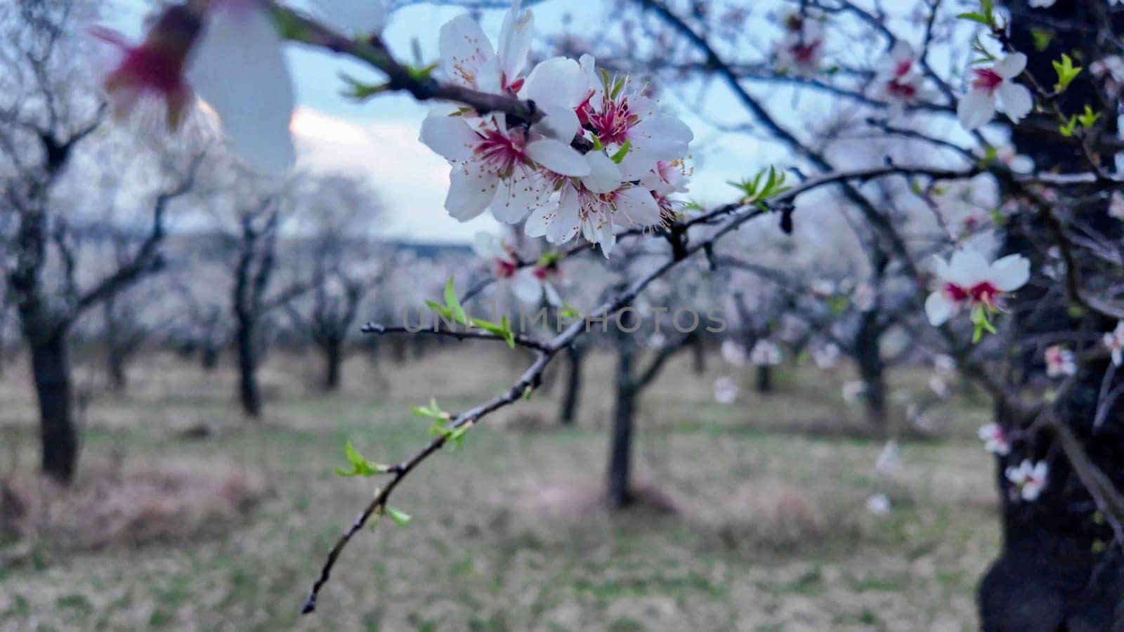 A view of an almond orchard in bloom. Almond tree orchard in flower in spring. White almond blossoms on a twig at sunset. The concept of farming and orcharding. Close-up.