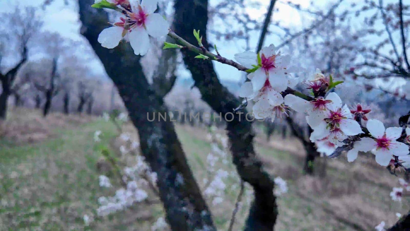 A view of an almond orchard in bloom. Almond orchard in blossom in spring. White almond flowers at dusk. The concept of gardening and orcharding.
