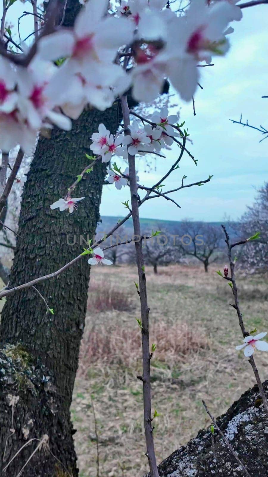 View of almond blossoms on a twig. A view of a row of almond trees in a orchard. Focus on background. Concept of agriculture and gardening.