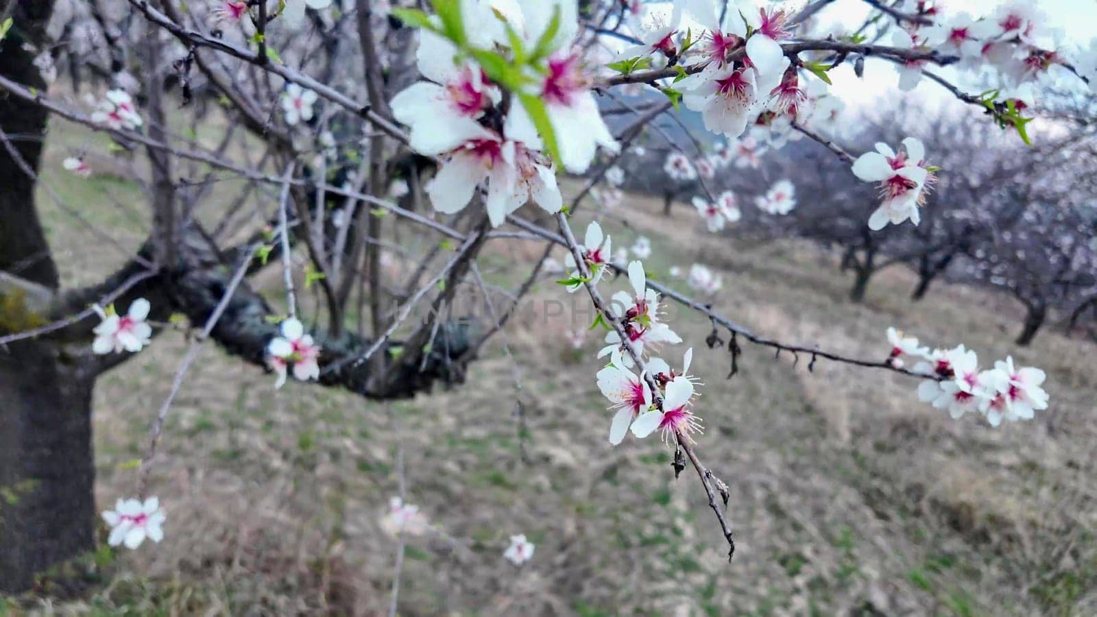 A view of an almond orchard in bloom. Almond tree orchard in flower in spring. White almond blossoms on a twig at sunset. The concept of farming and orcharding. Close-up.