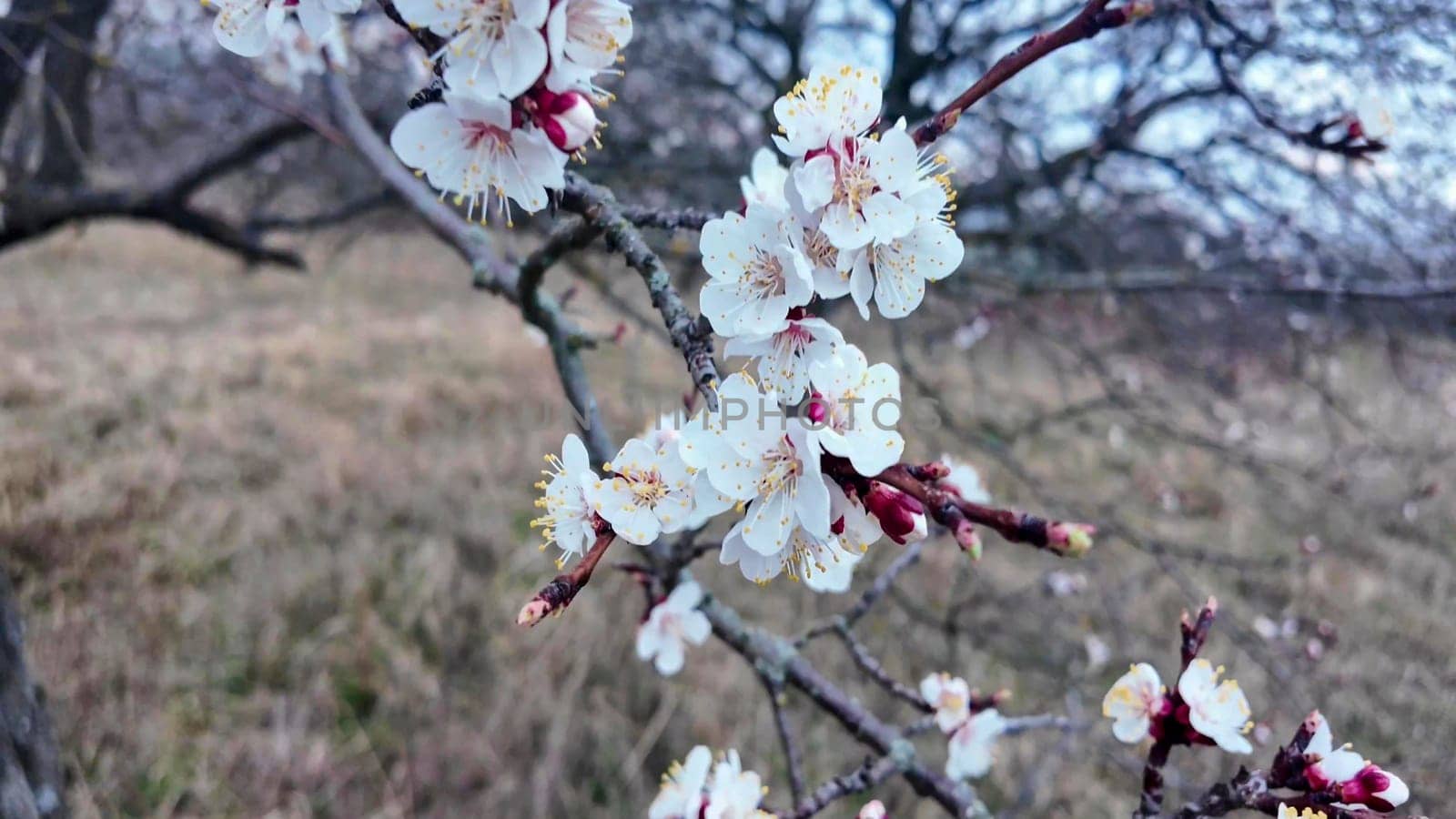 A view of an almond orchard in bloom. Almond orchard in blossom in spring. White almond flowers at dusk. The concept of gardening and orcharding.