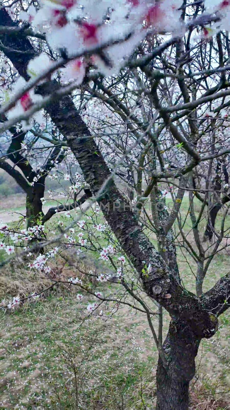 A view of an almond orchard in bloom. Almond tree orchard in flower in spring. White almond blossoms on a twig at sunset. The concept of farming and orcharding. Close-up.