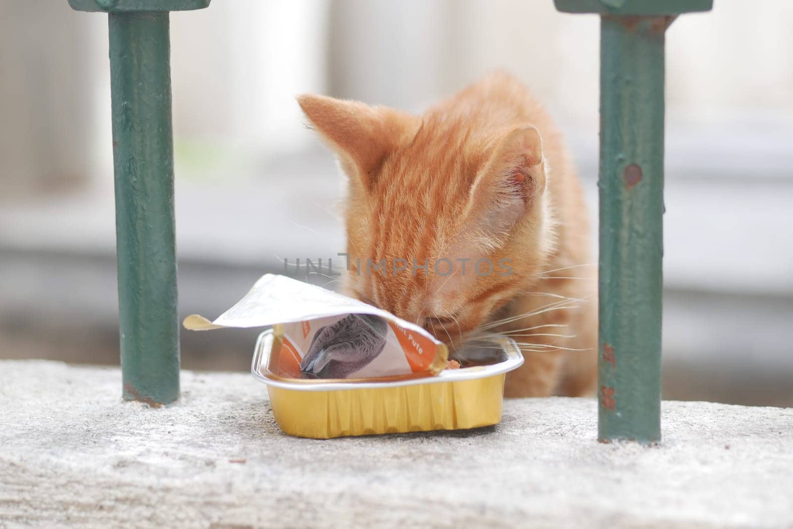 A playful orange cat is eating from a small bowl in a garden.