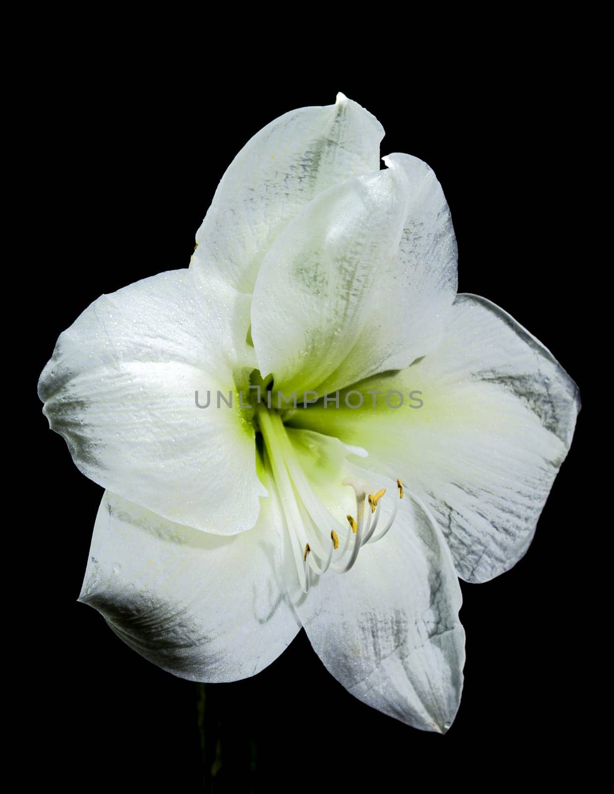 A close-up photo of a white amaryllis flower with delicate dew drops, set against a black background, showcasing its elegant petals and natural beauty 