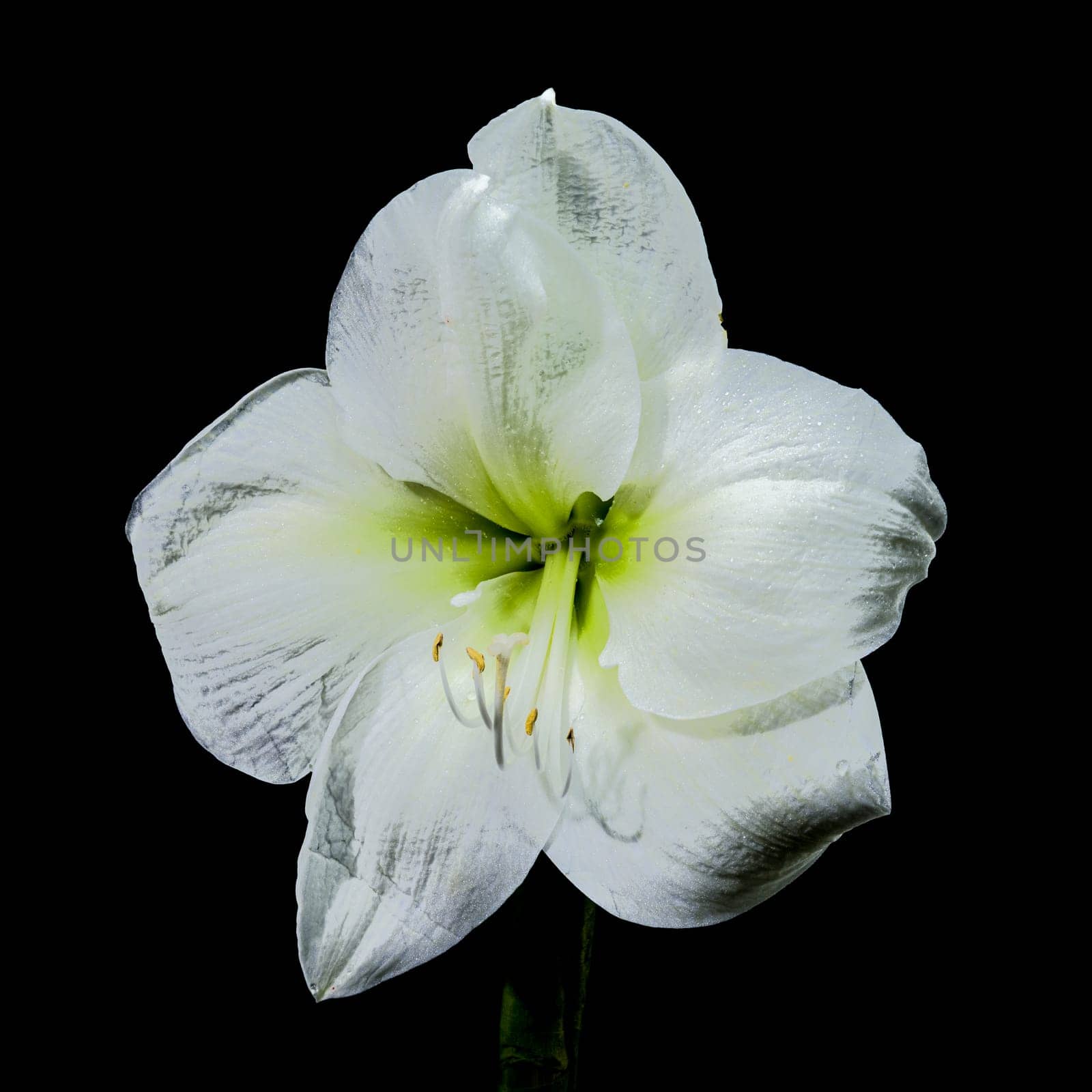 A close-up photo of a white amaryllis flower with delicate dew drops, set against a black background, showcasing its elegant petals and natural beauty 