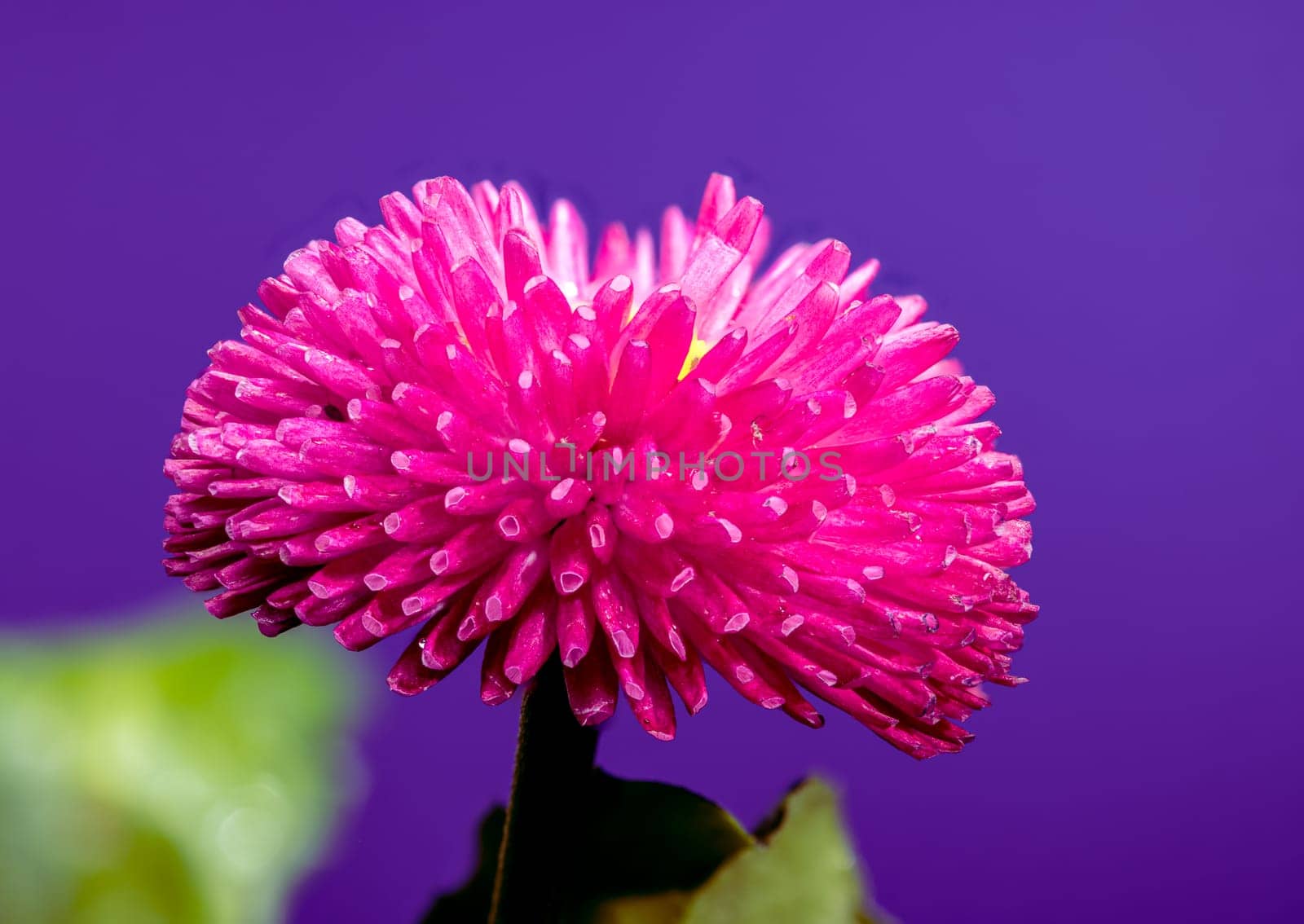 Close-up of a vibrant pink English daisy Bellis perennis covered in tiny water droplets, with a bright yellow center. The flower stands against a purple background  