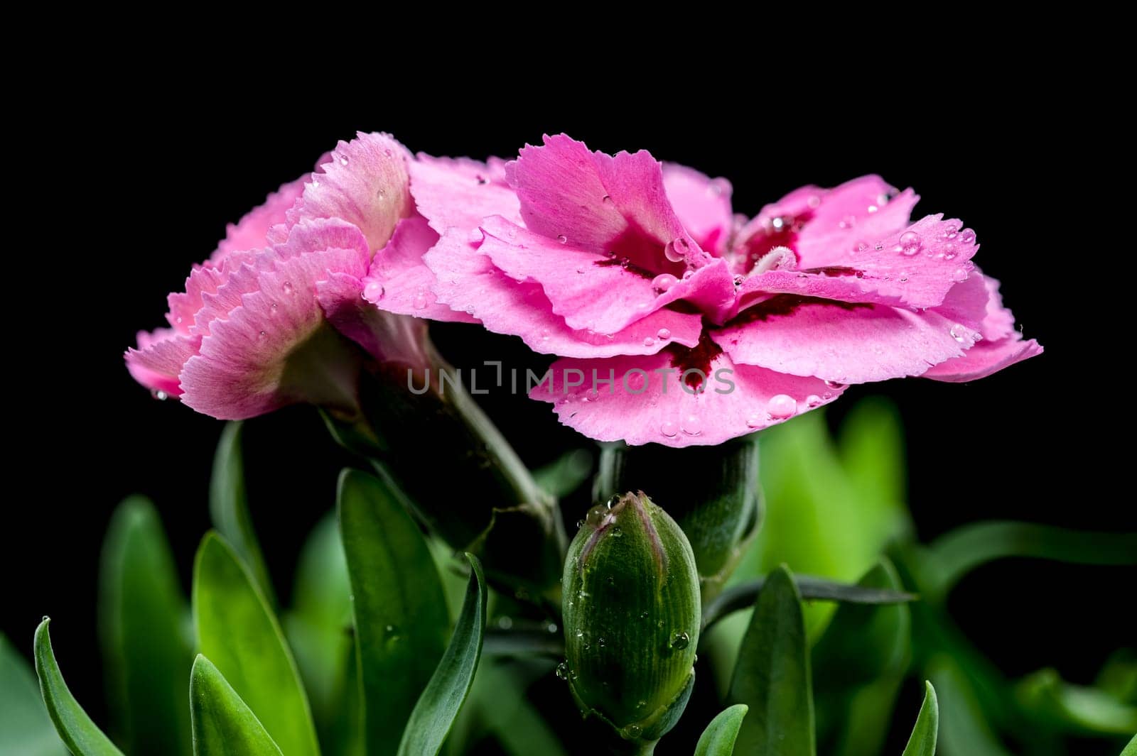 A close-up photo of a pink carnation with delicate dew drops, set against a black background, highlighting its intricate petals and natural beauty 