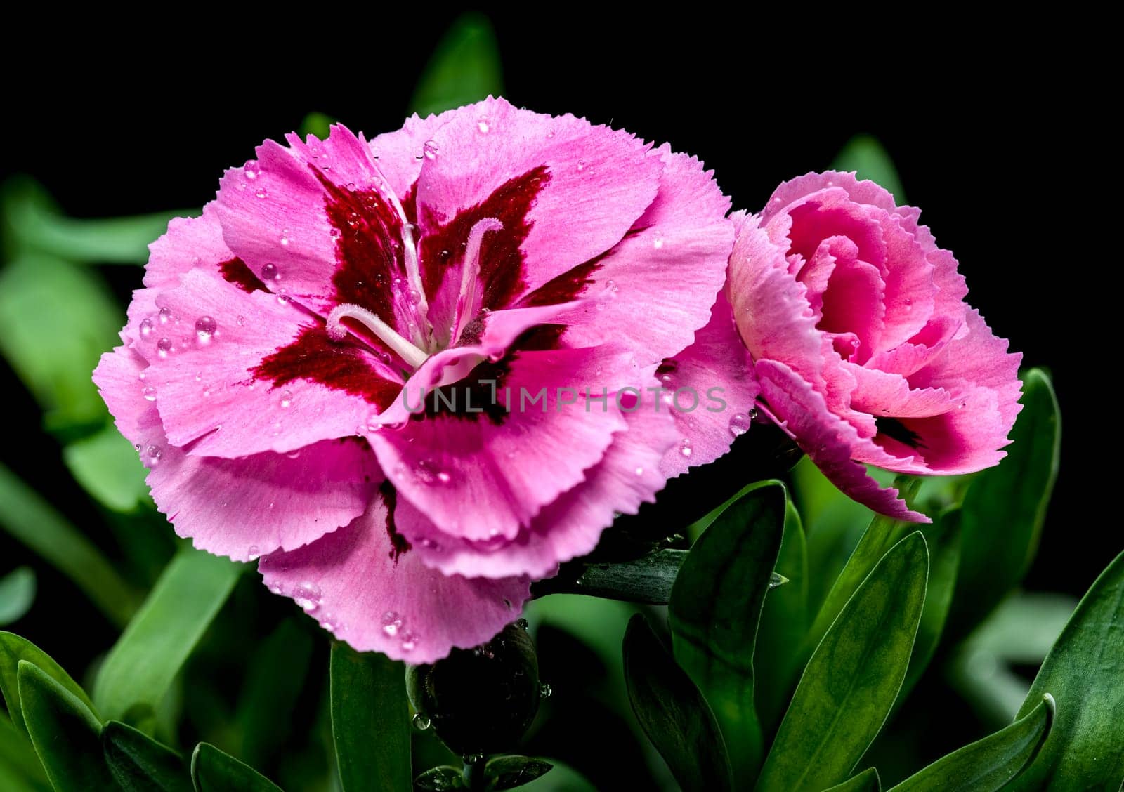 A close-up photo of a pink carnation with delicate dew drops, set against a black background, highlighting its intricate petals and natural beauty 