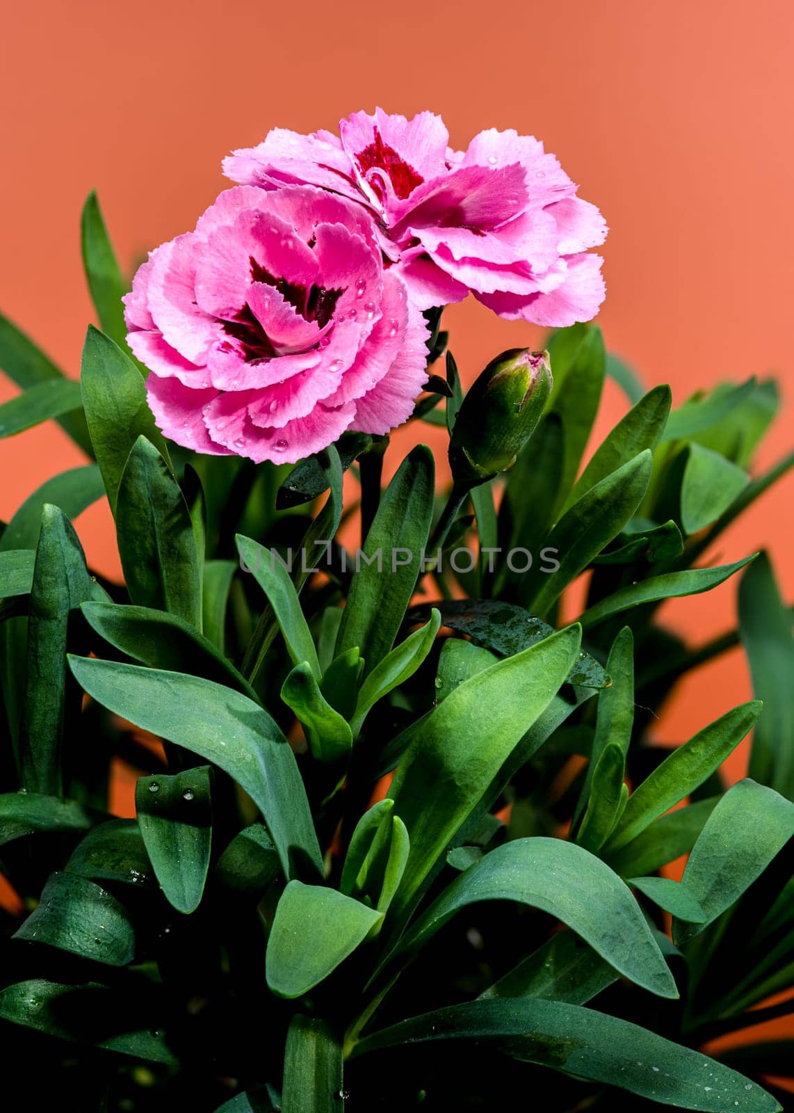 A close-up photo of pink carnations with delicate dew drops, set against an orange background, highlighting their vibrant petals and natural beauty 