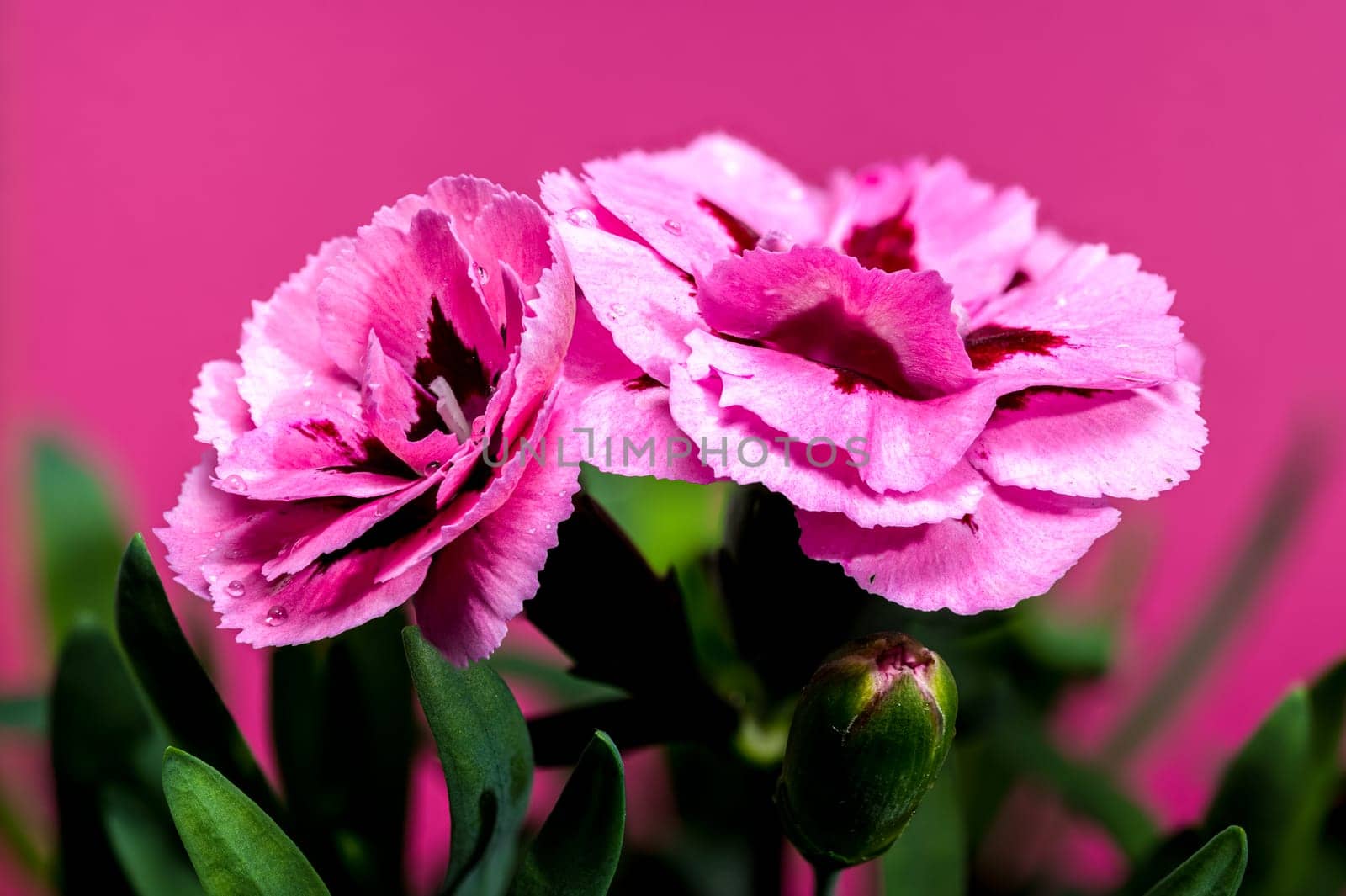 Close-up of vibrant pink carnation flowers with dew drops on petals, blooming against a soft pink background with green leaves