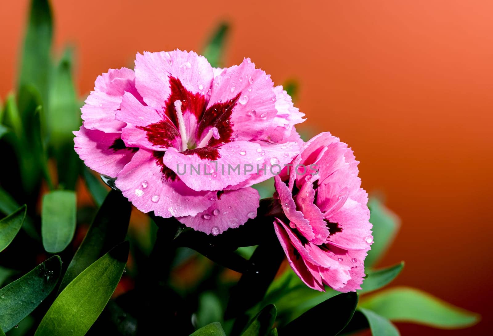 A close-up photo of pink carnations with delicate dew drops, set against an orange background, highlighting their vibrant petals and natural beauty 