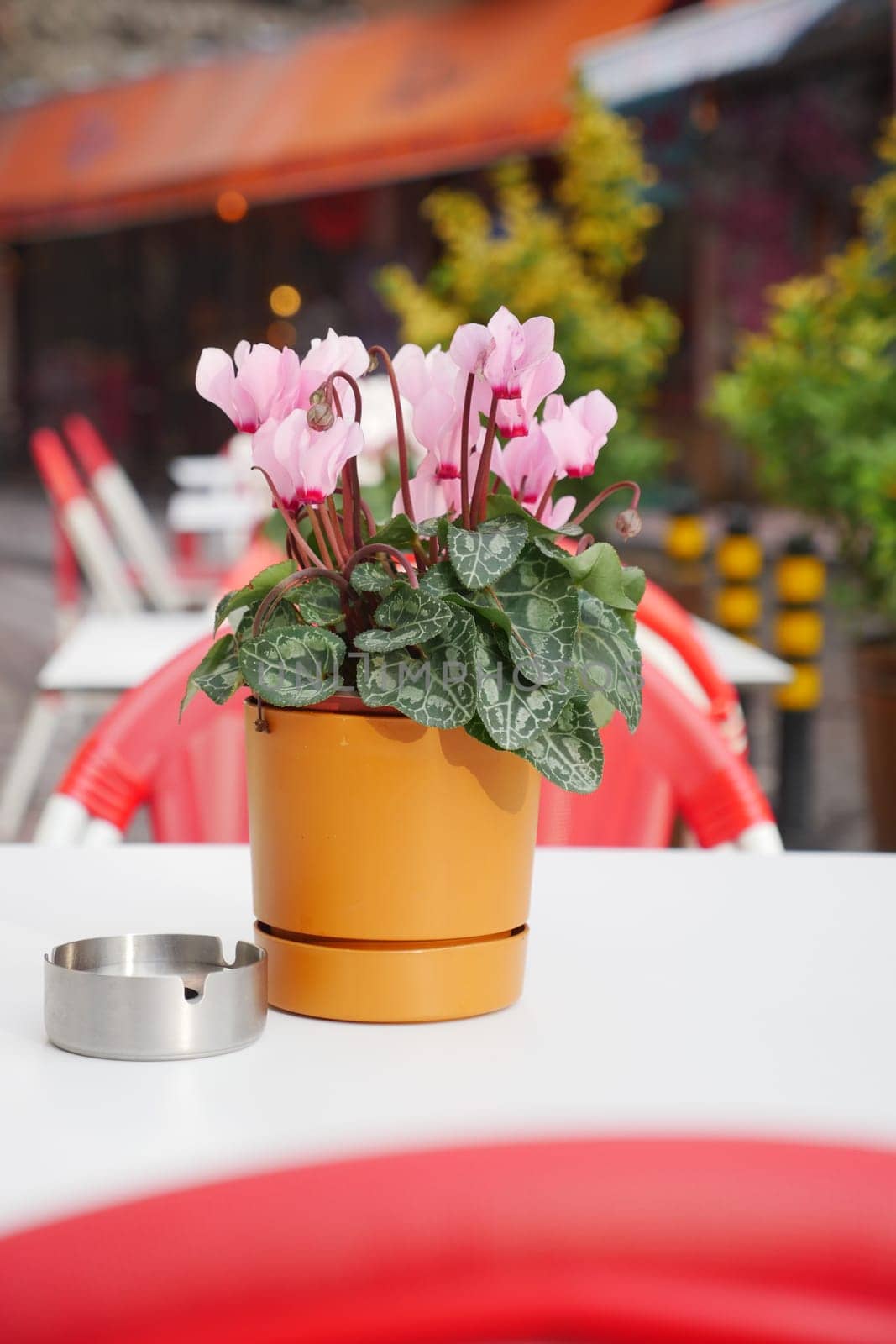 Delicate pink flowers in a pot beside a metal ashtray outdoors