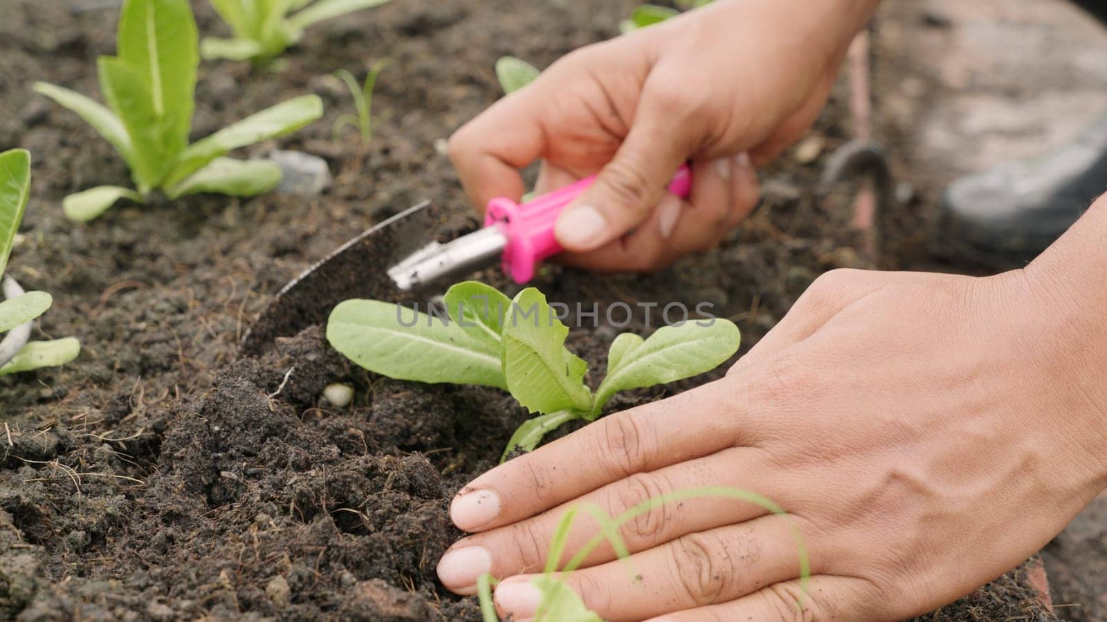 Close up hands of farmer planting young seedlings of lettuce salad into soil at vegetable garden, Concept of healthy eating growing vegetables at home