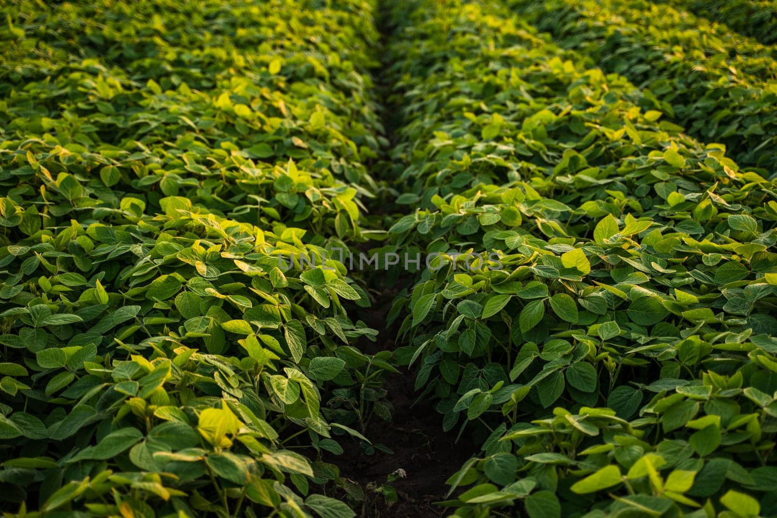 Soybean plants growing in row in cultivated field. Green soybean crop plants at agricultural farm field. Vast agricultural soybean field at sunset, showcasing rows of vibrant soybean green crops