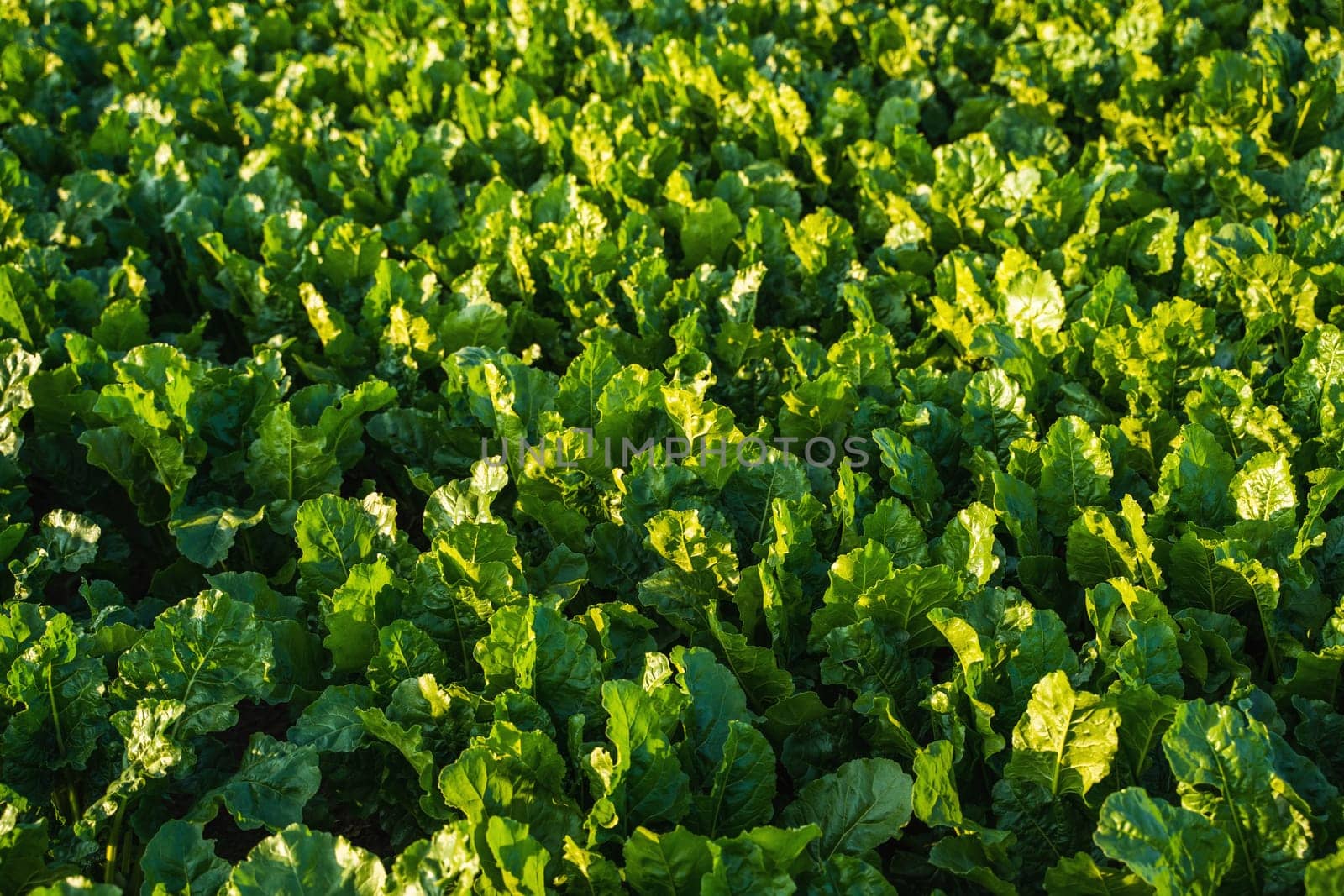 Beetroot plants on agricultural field. Fresh green leaves of beetroot or beet seedlings. Row of green leaves of young growth beet on an organic field