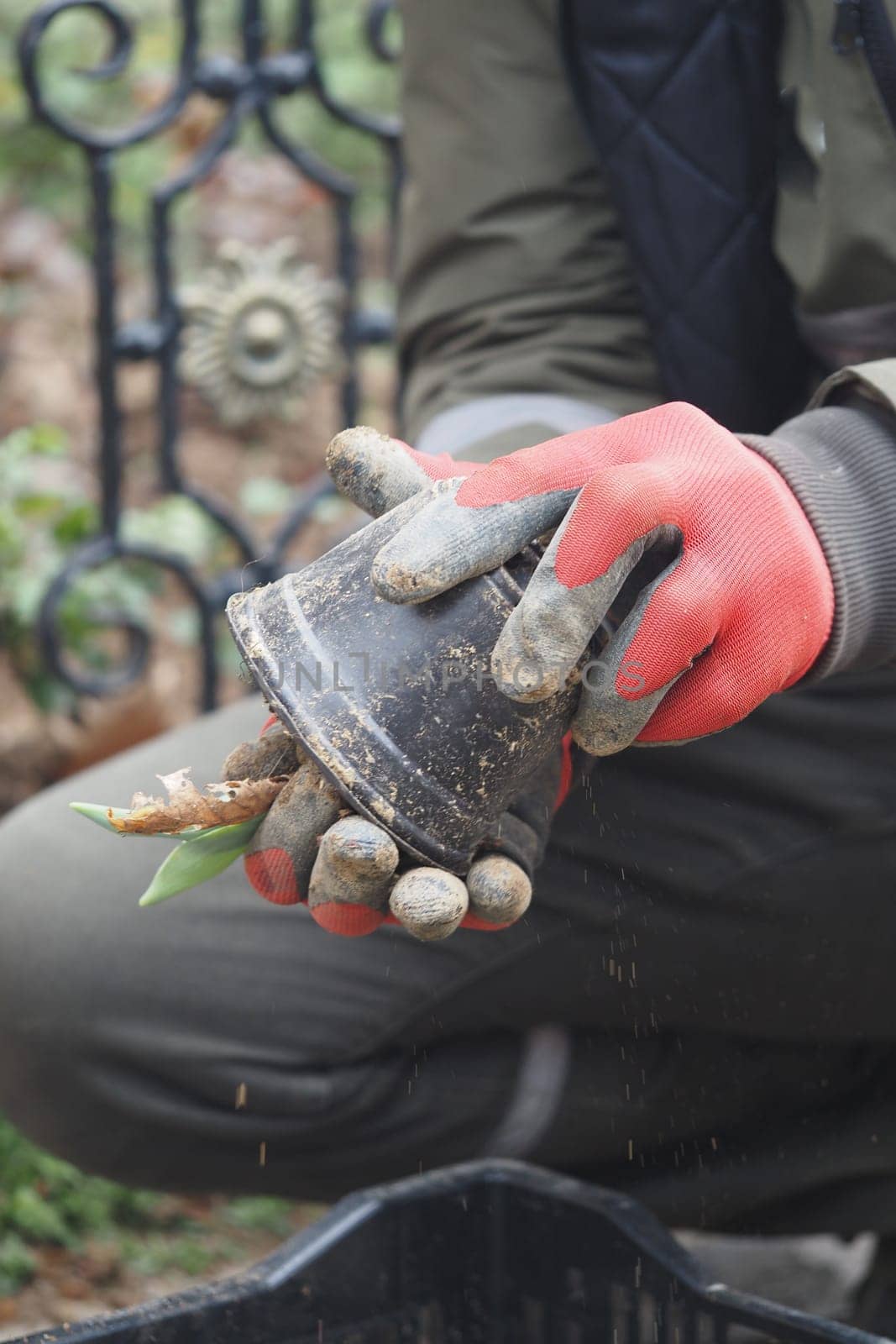 Hands in gardening gloves gently hold a potted plant ready for transplanting.